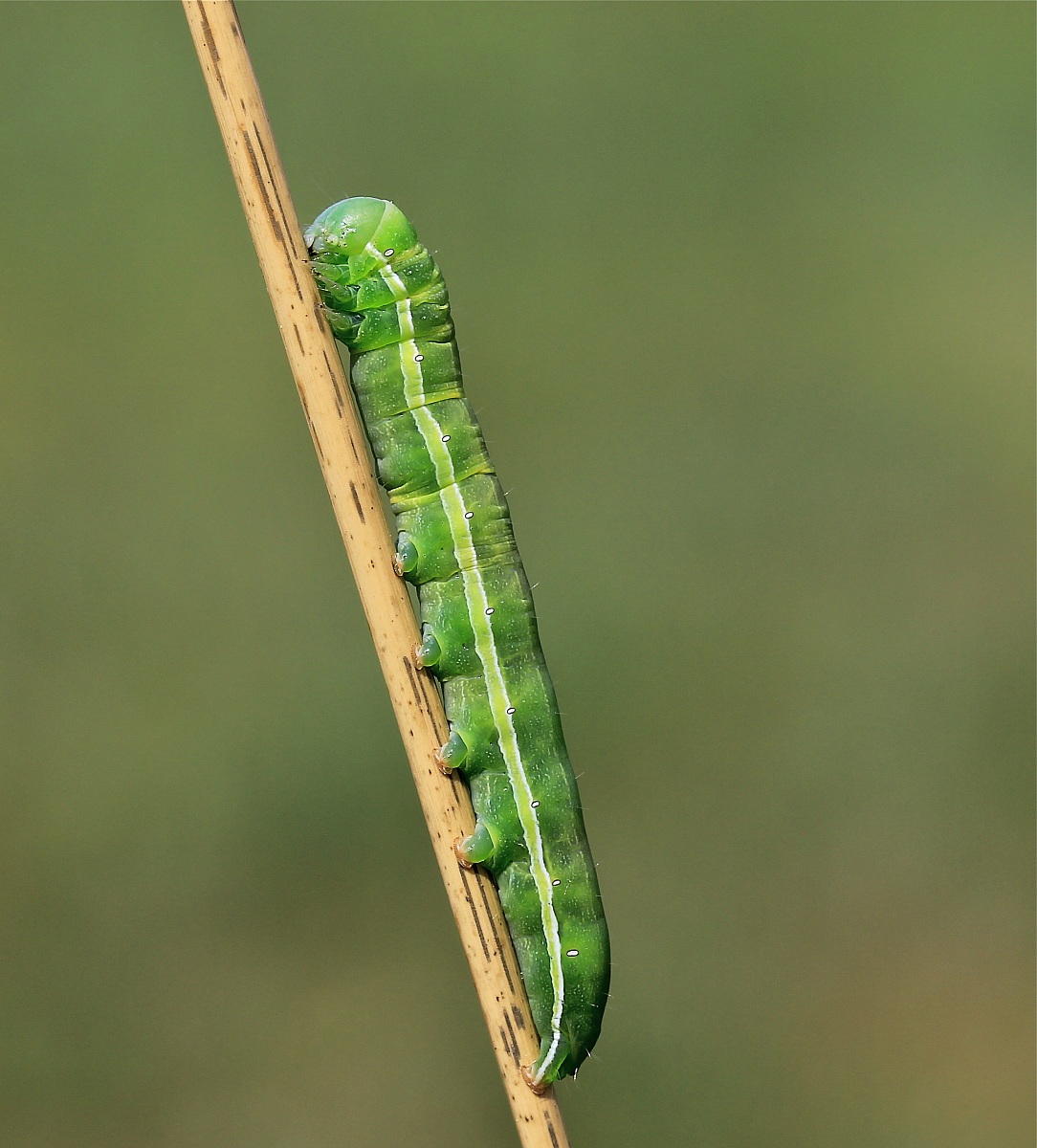 caterpillar...