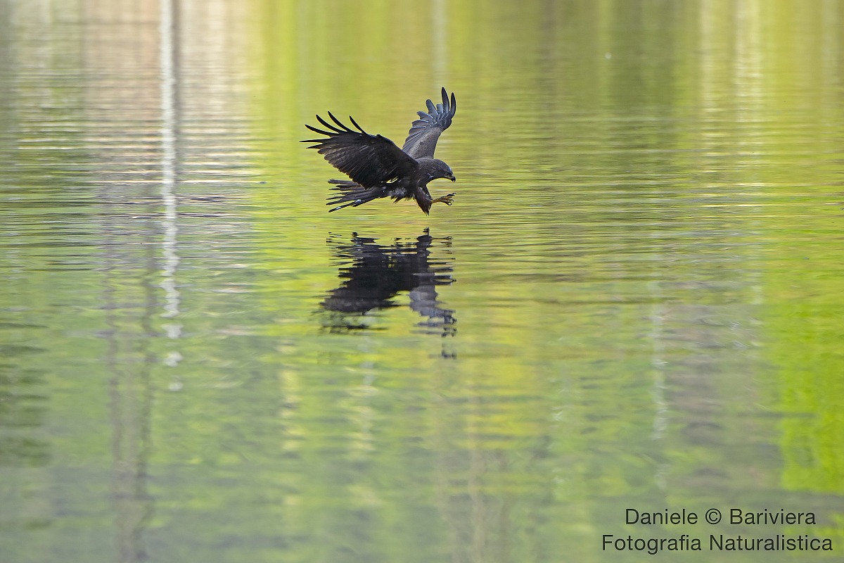 Black Kite in fishing...