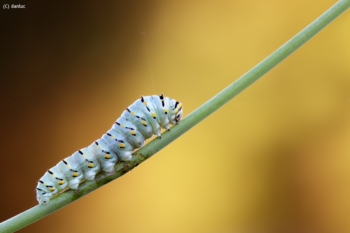 Caterpillar of Papilio Machaon...