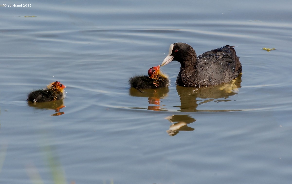 Coot with chicks ......