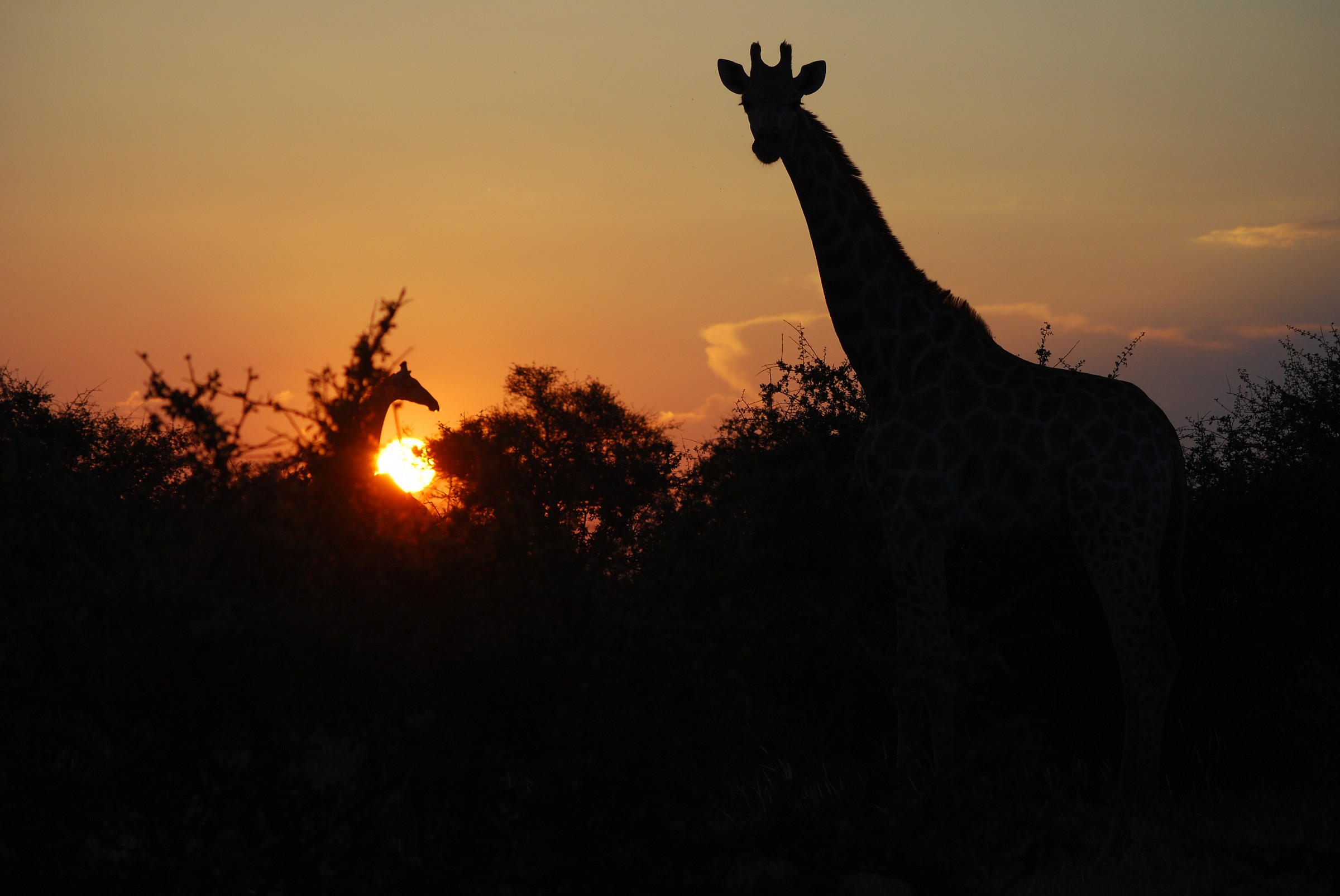 sunset in Botswana...