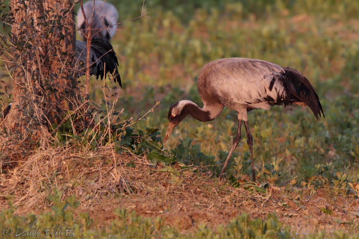 Gru (Common Crane)...