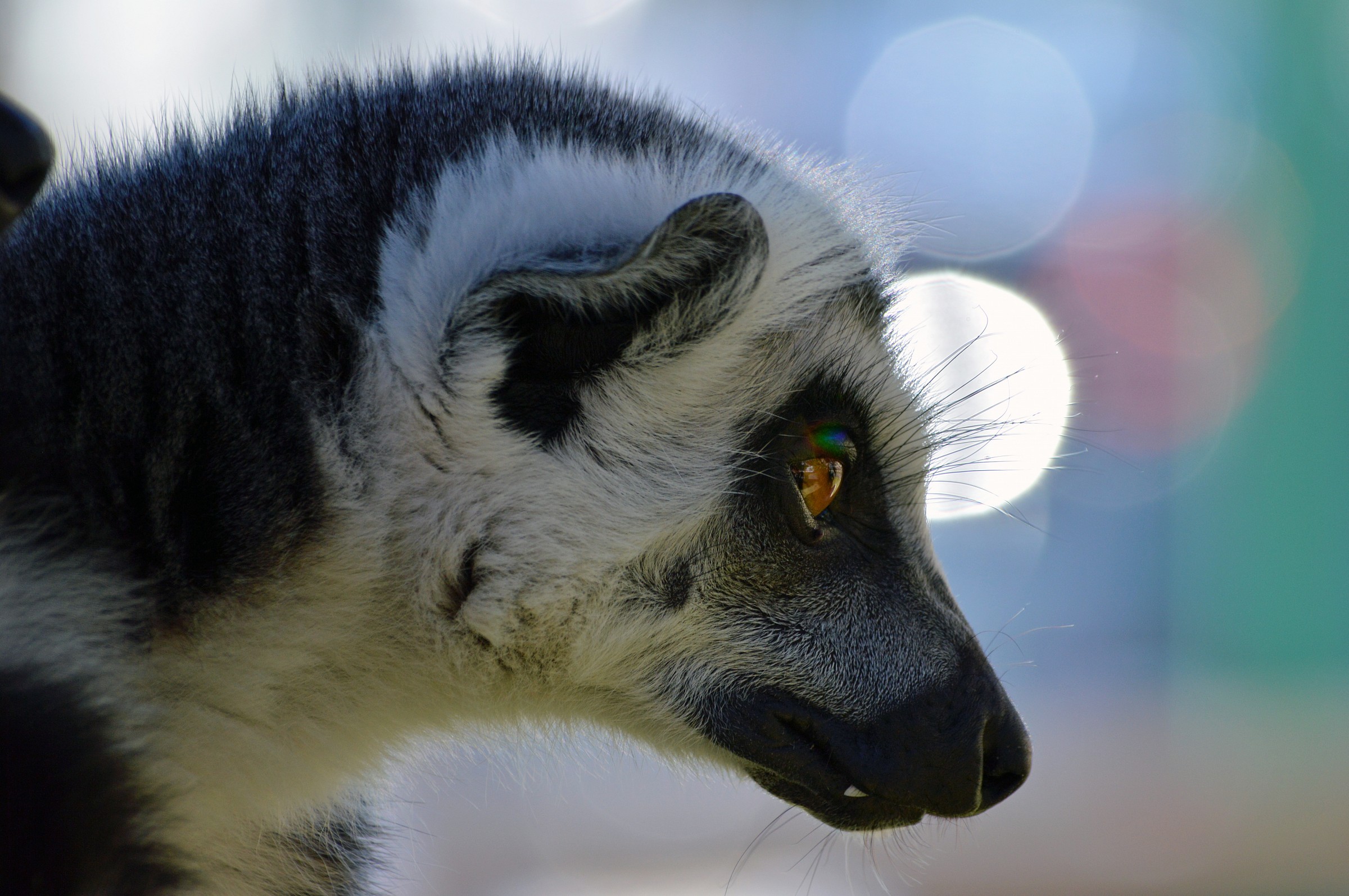 Lemur...