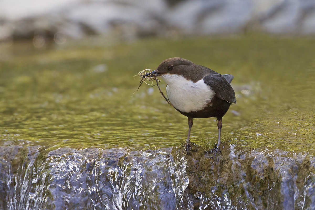 Dipper...