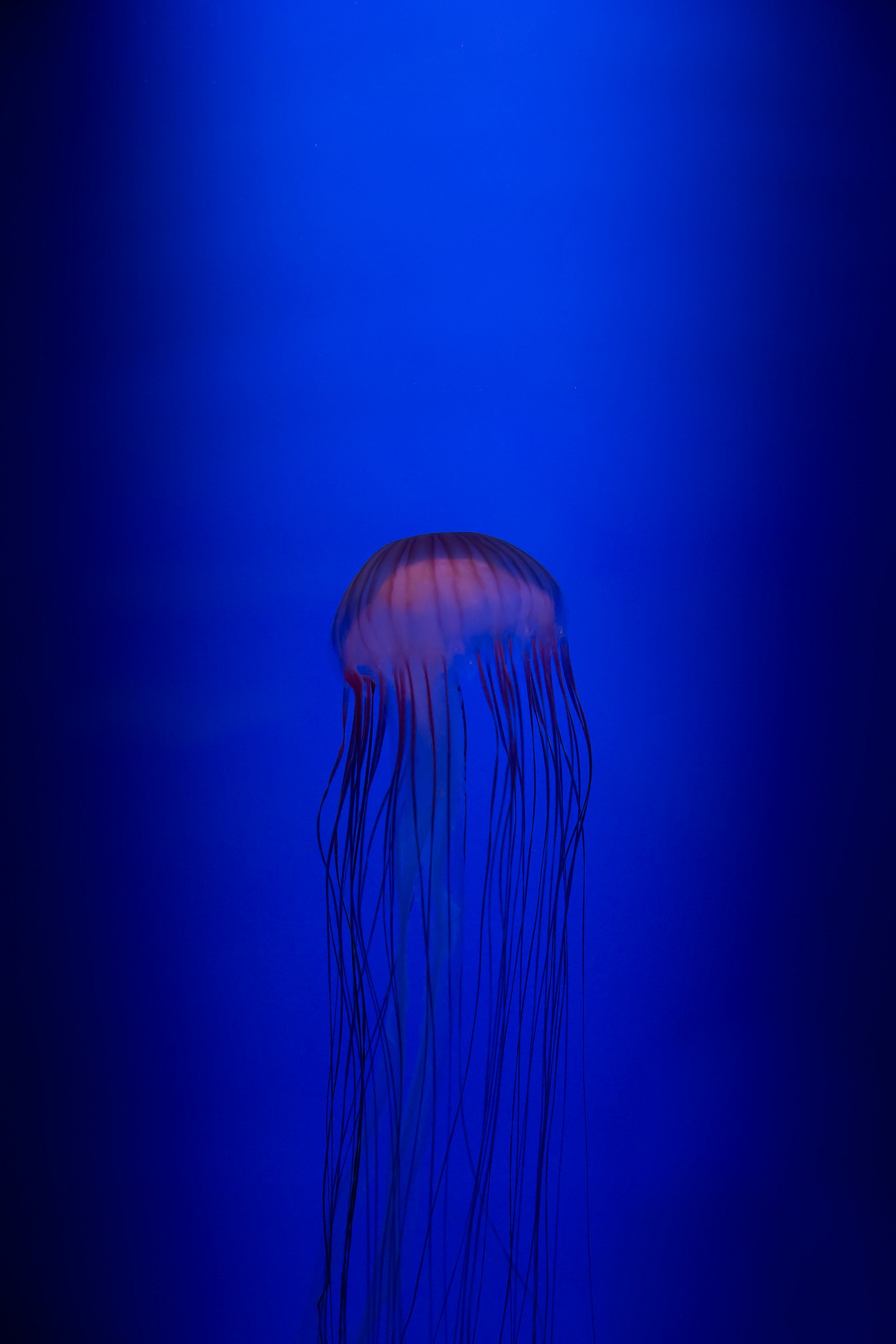 JellyFish II...
