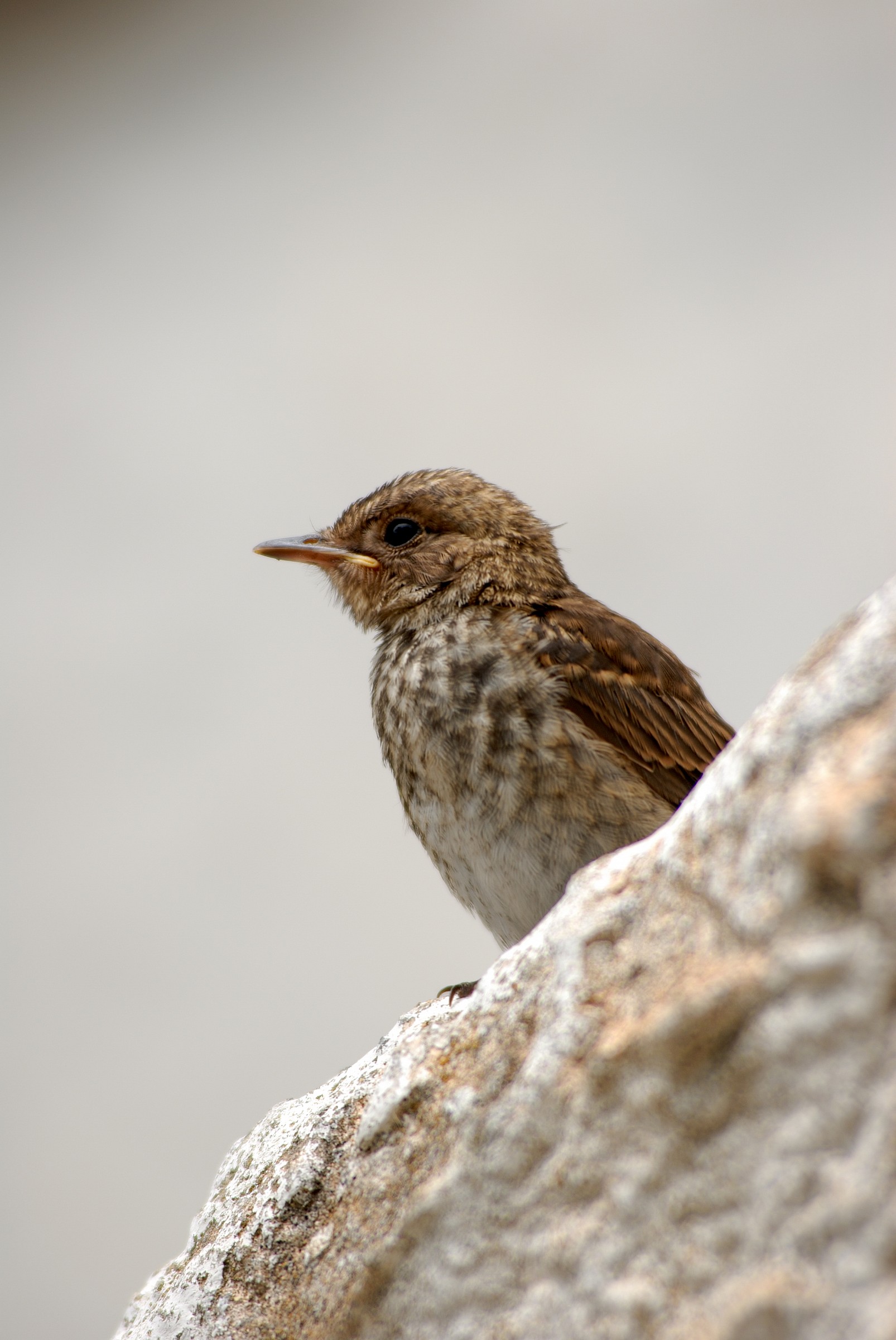 Sparrow posing...