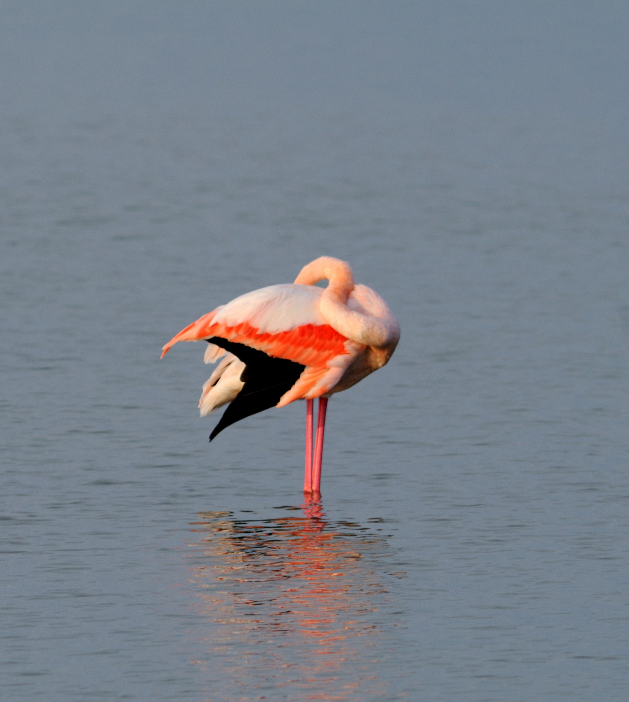 flamingo 6...