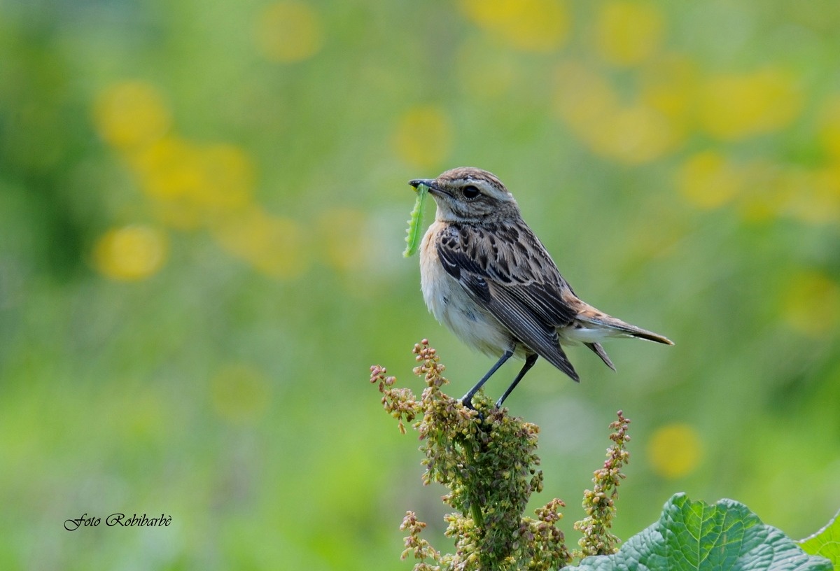 Whinchat ..... Female with prey ......