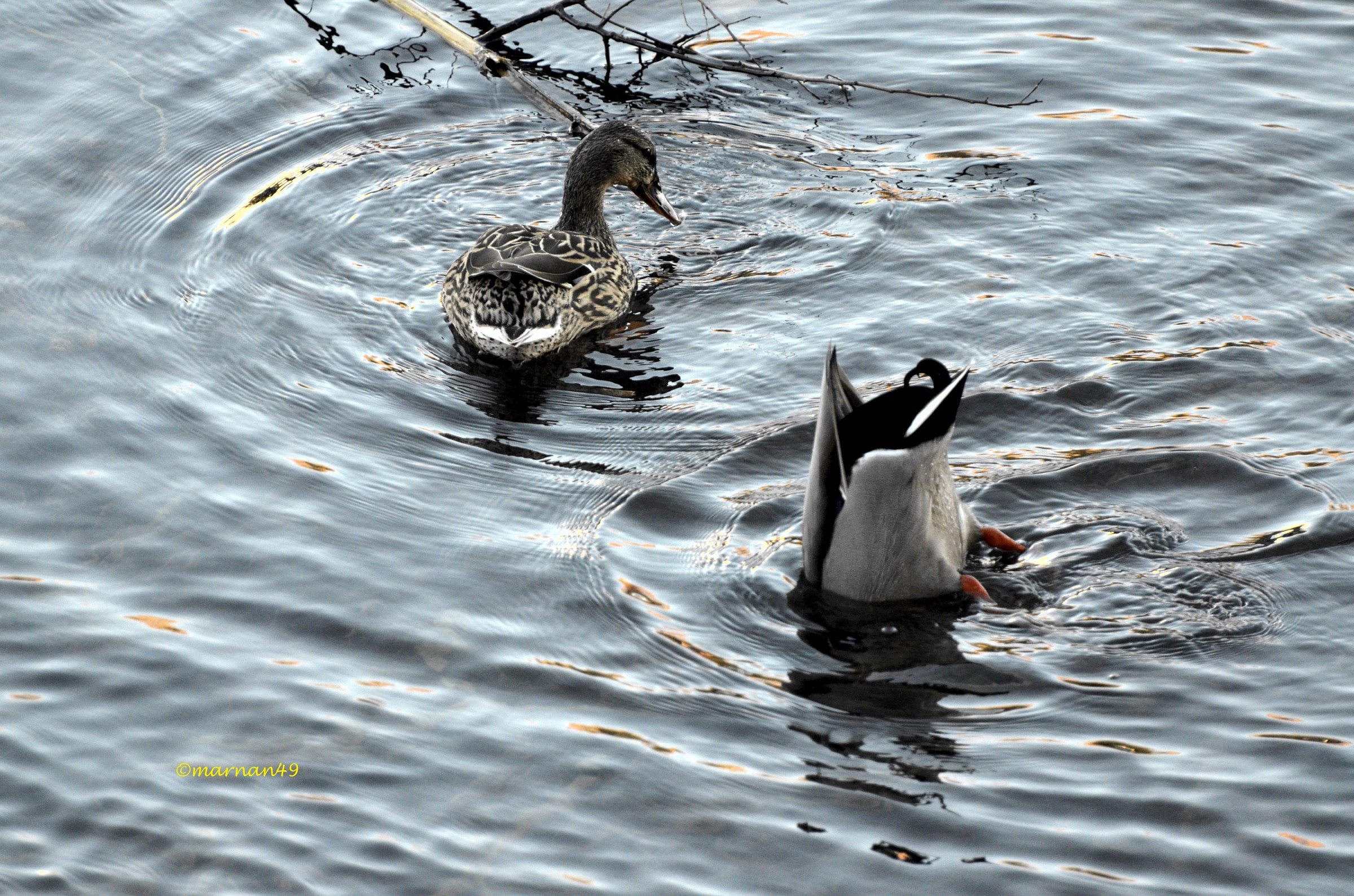 ducks...