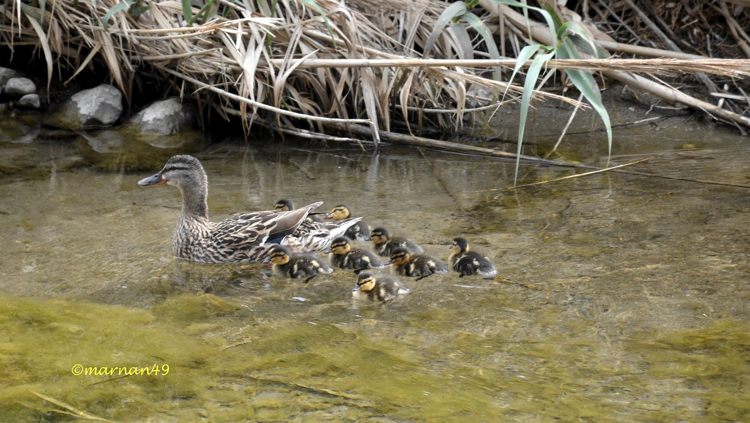 Family duck...