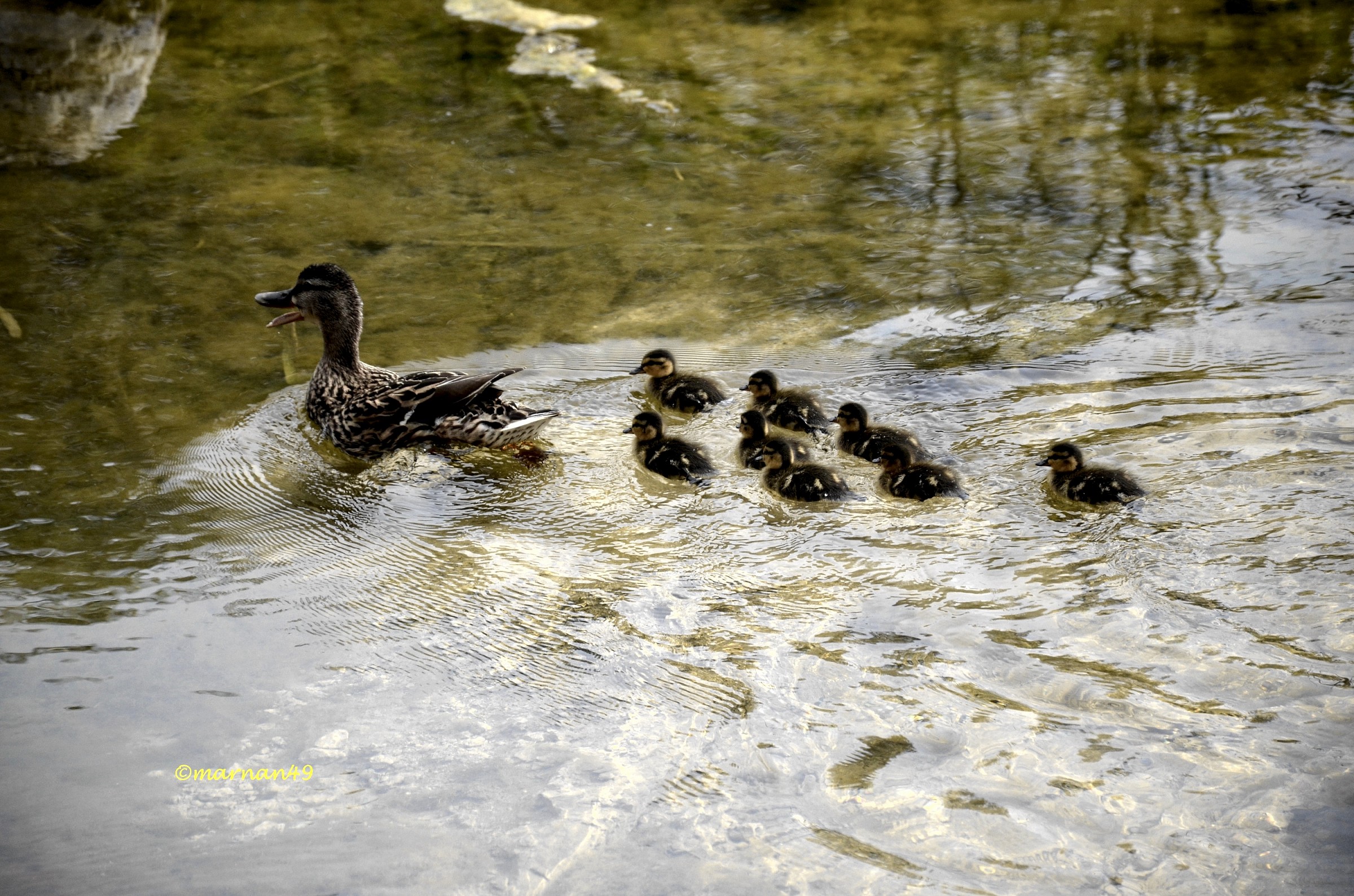 Family duck...