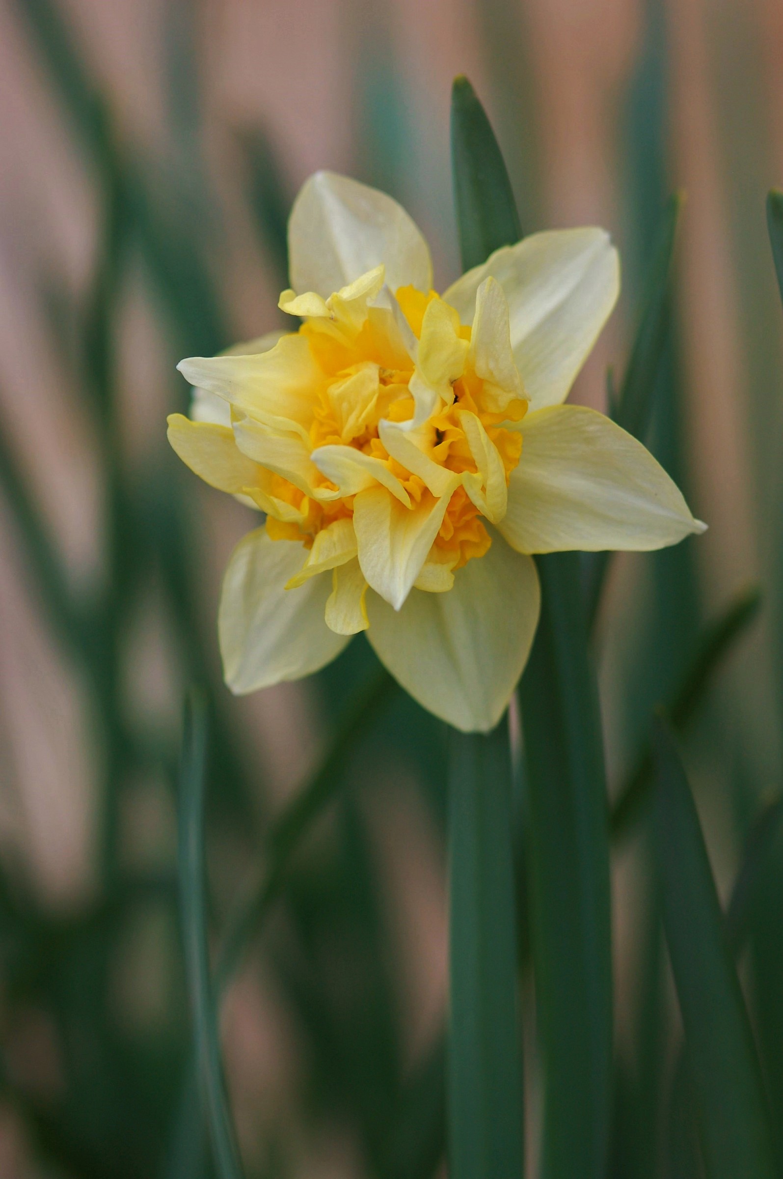Narcissus 'Butter & Eggs'...