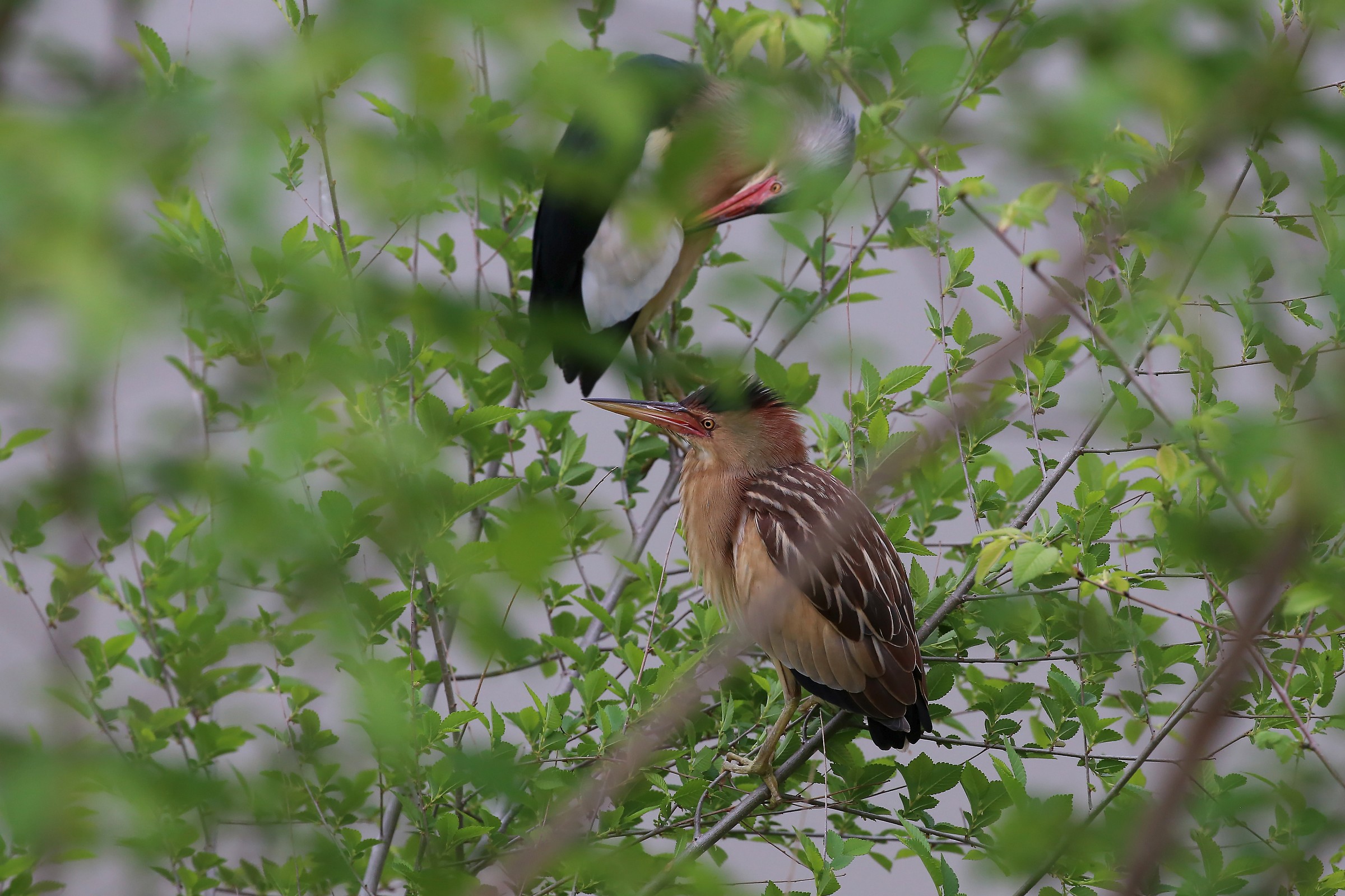 Bittern ... female and male...