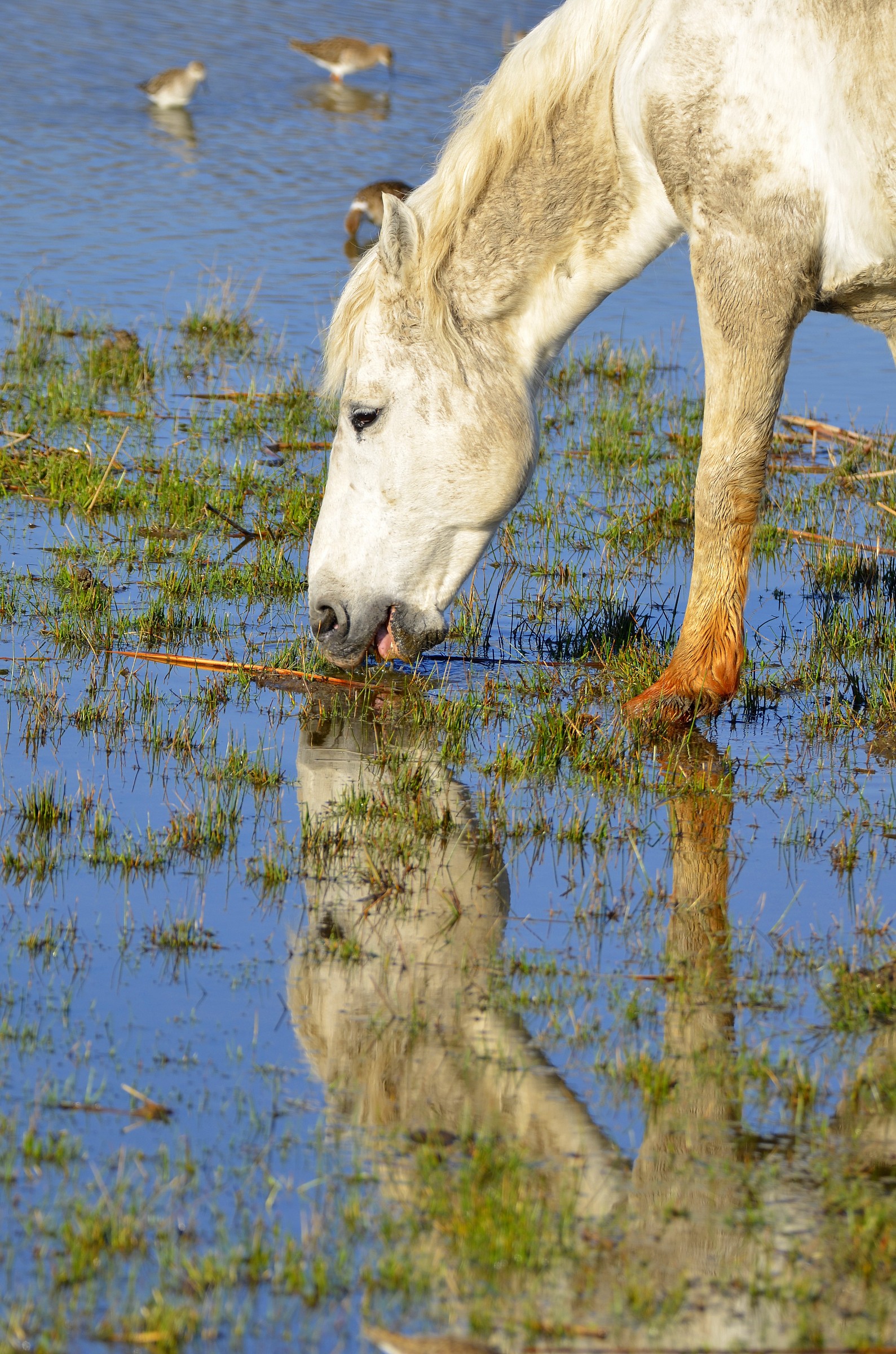 horse in the mirror...