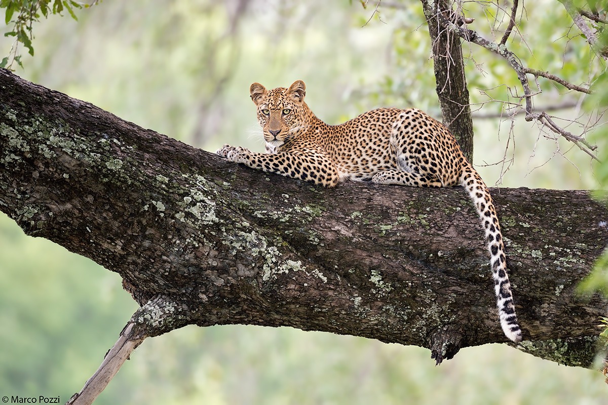 Young Prince in South Luangwa...