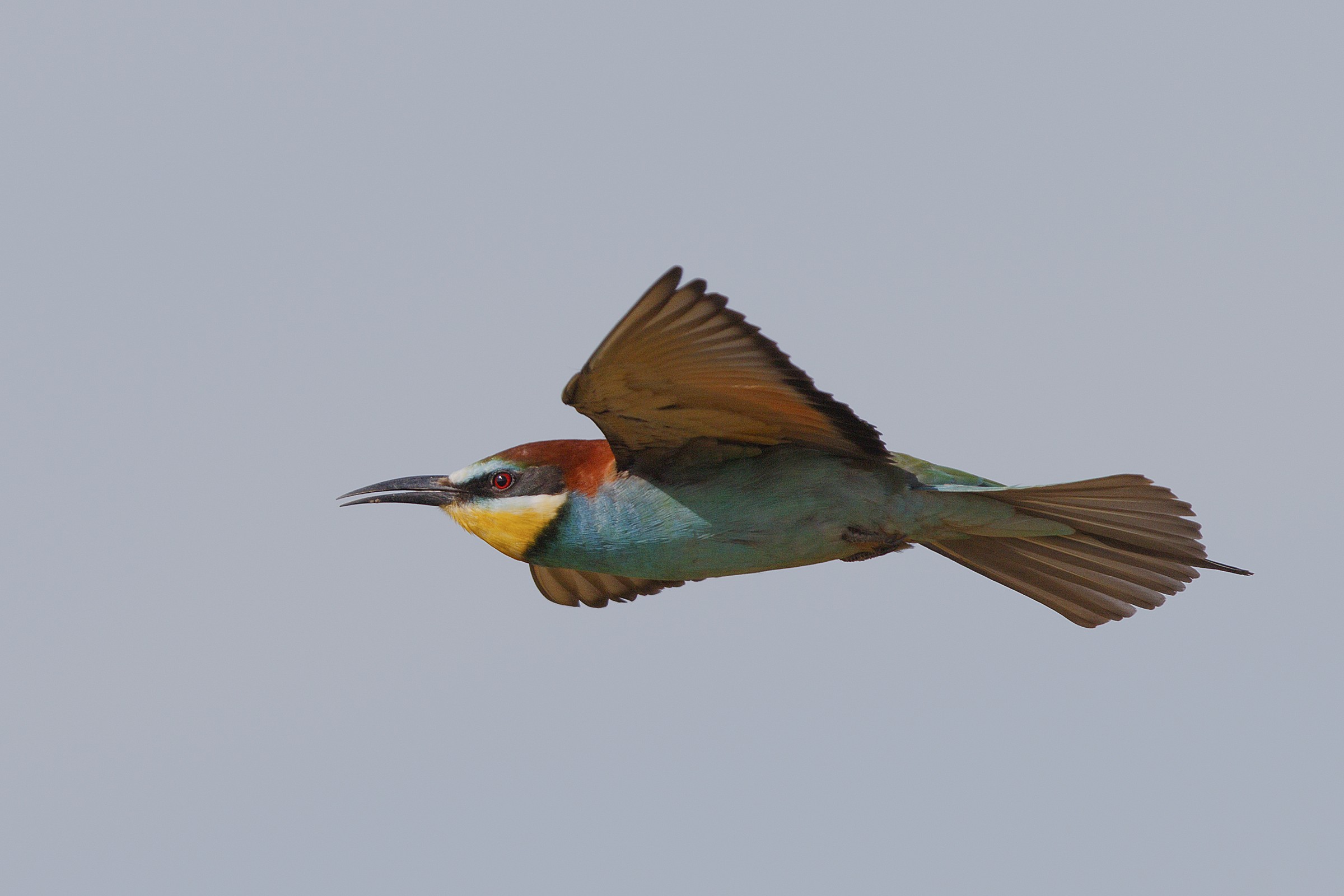 Bee-eater on the fly...