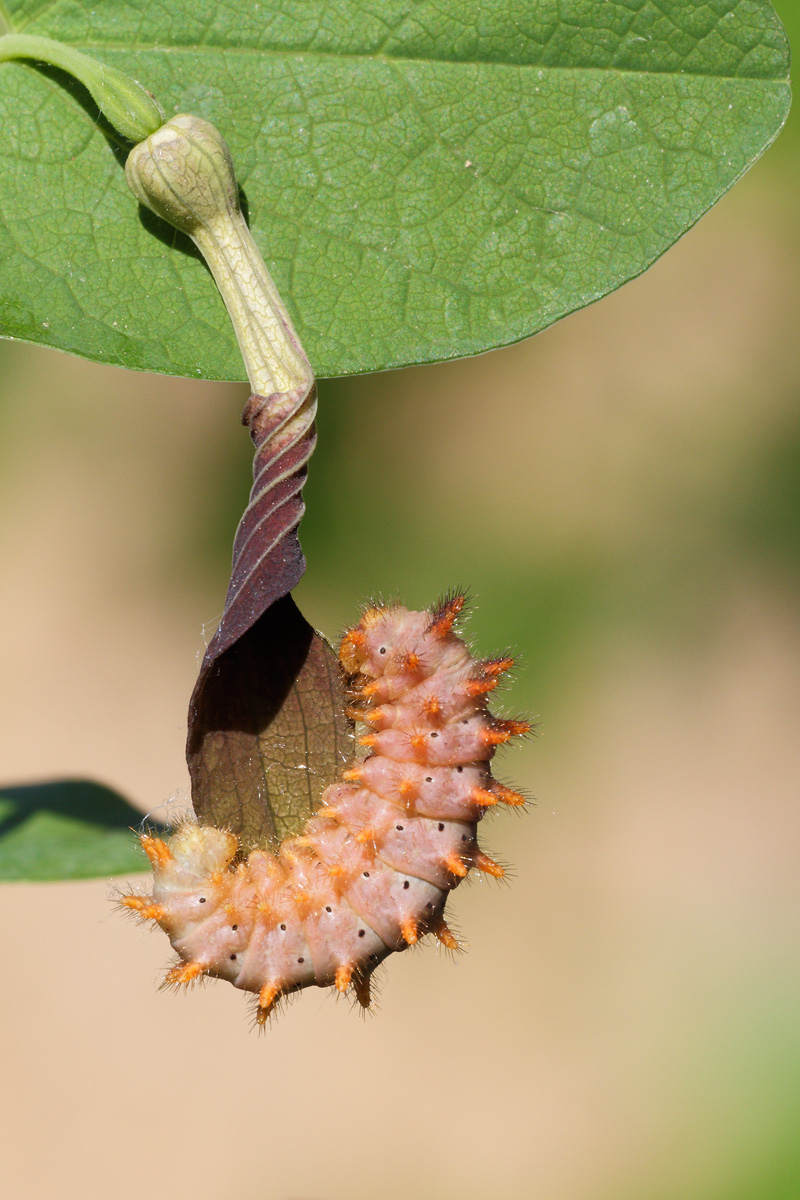 caterpillar Zerynthia polyxena...