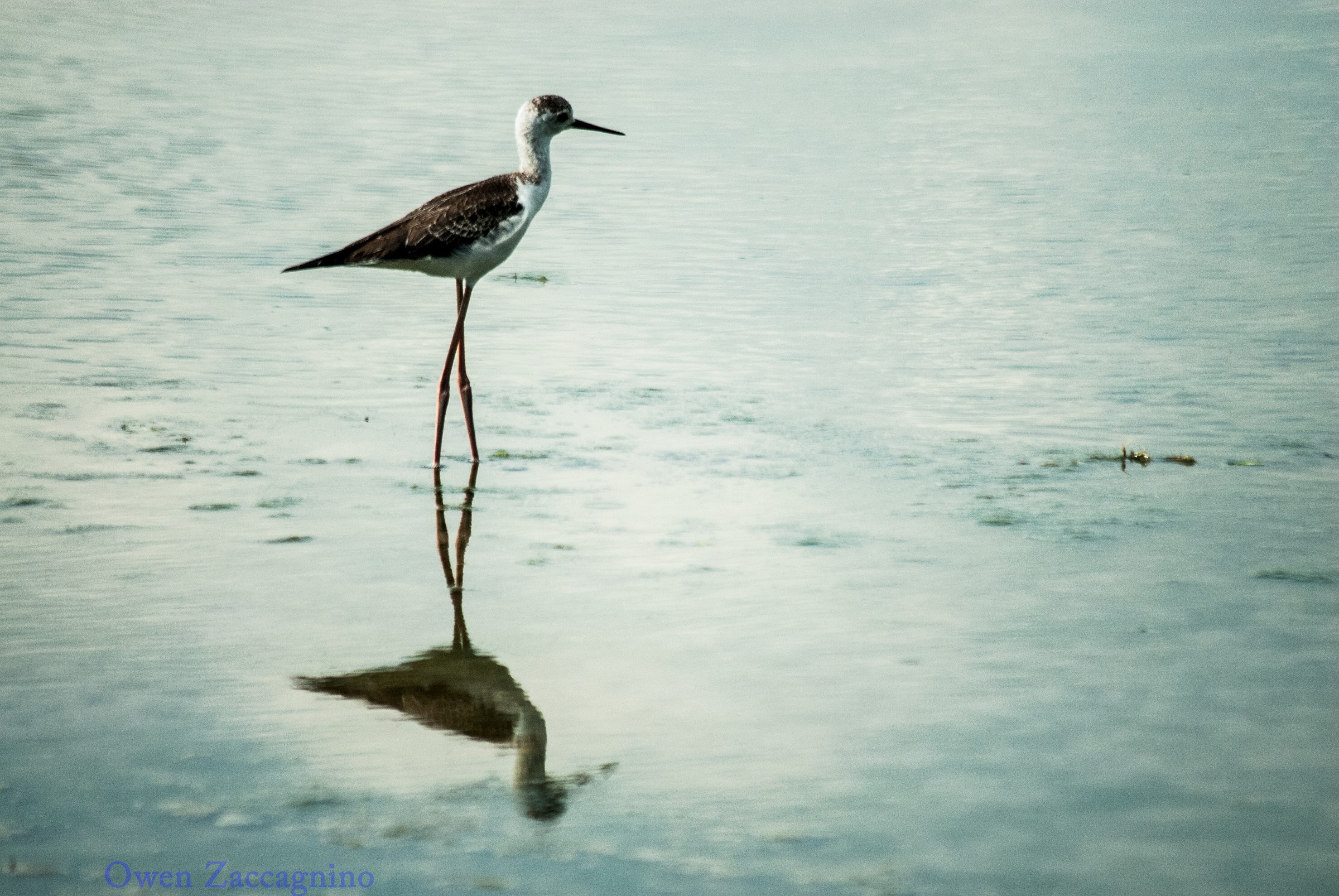 Lonely Bird...