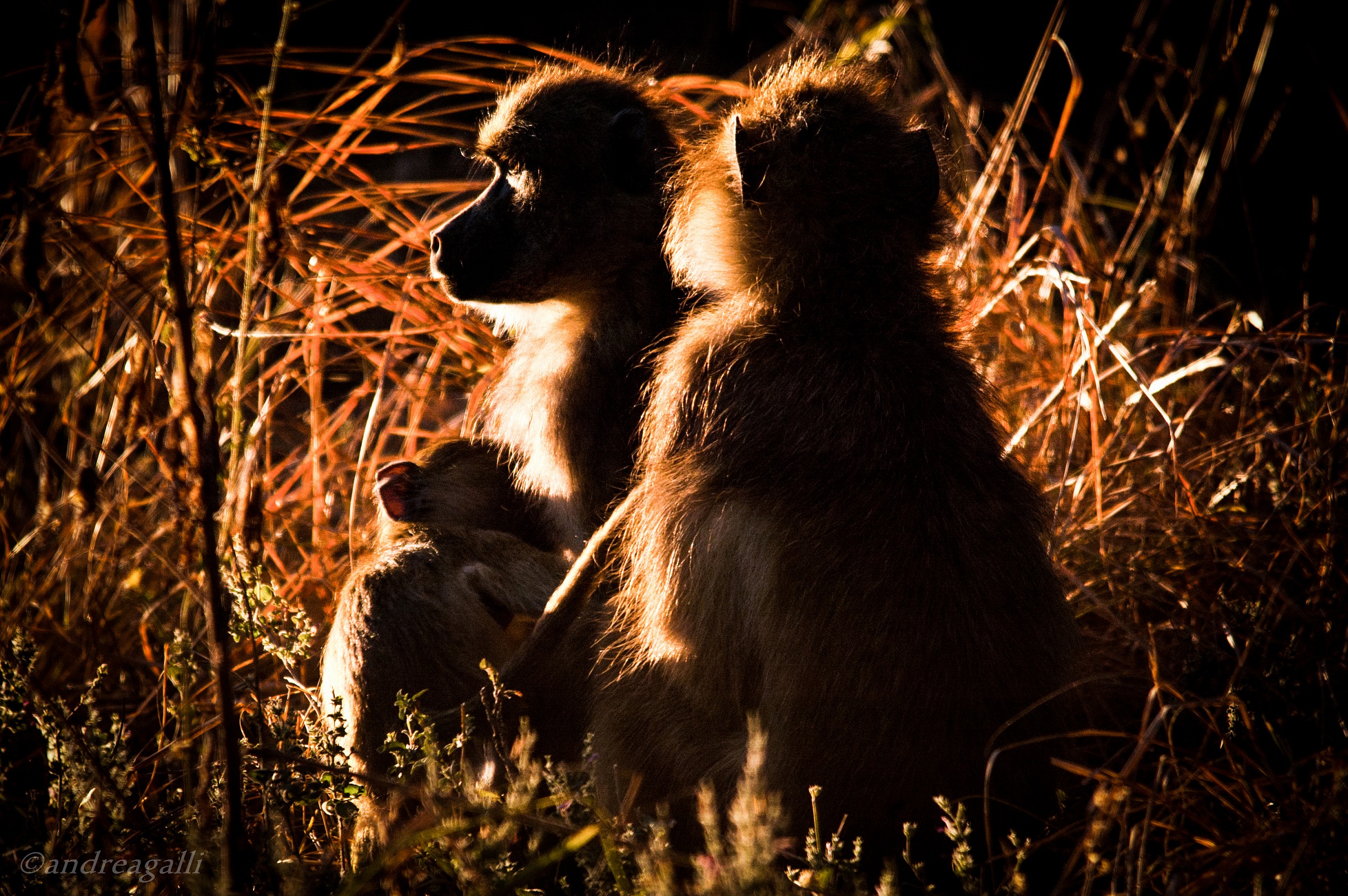 backlight baboons...
