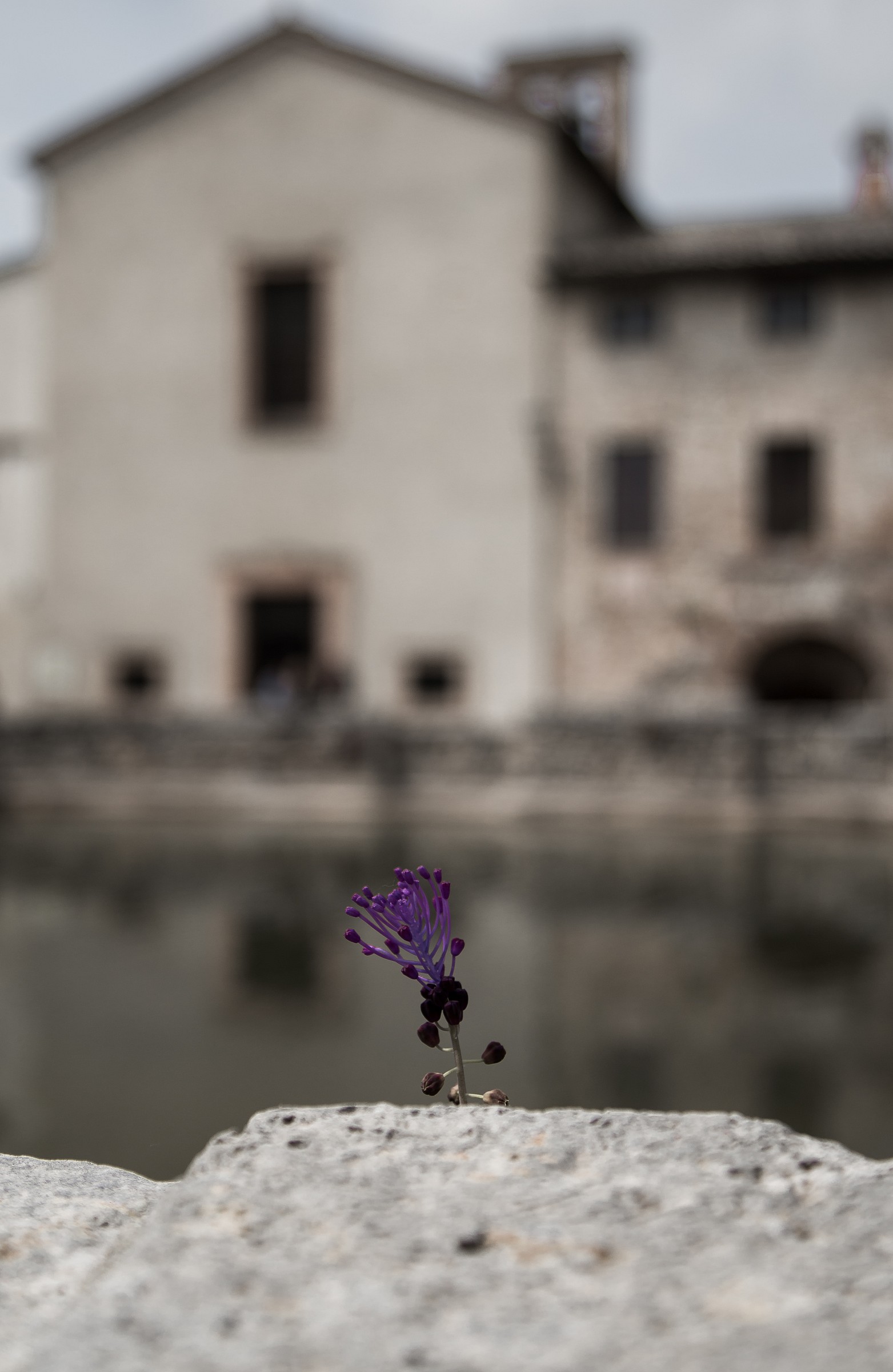 Il fiore nato dalla roccia.(Terme di Bagno Vignoni)...