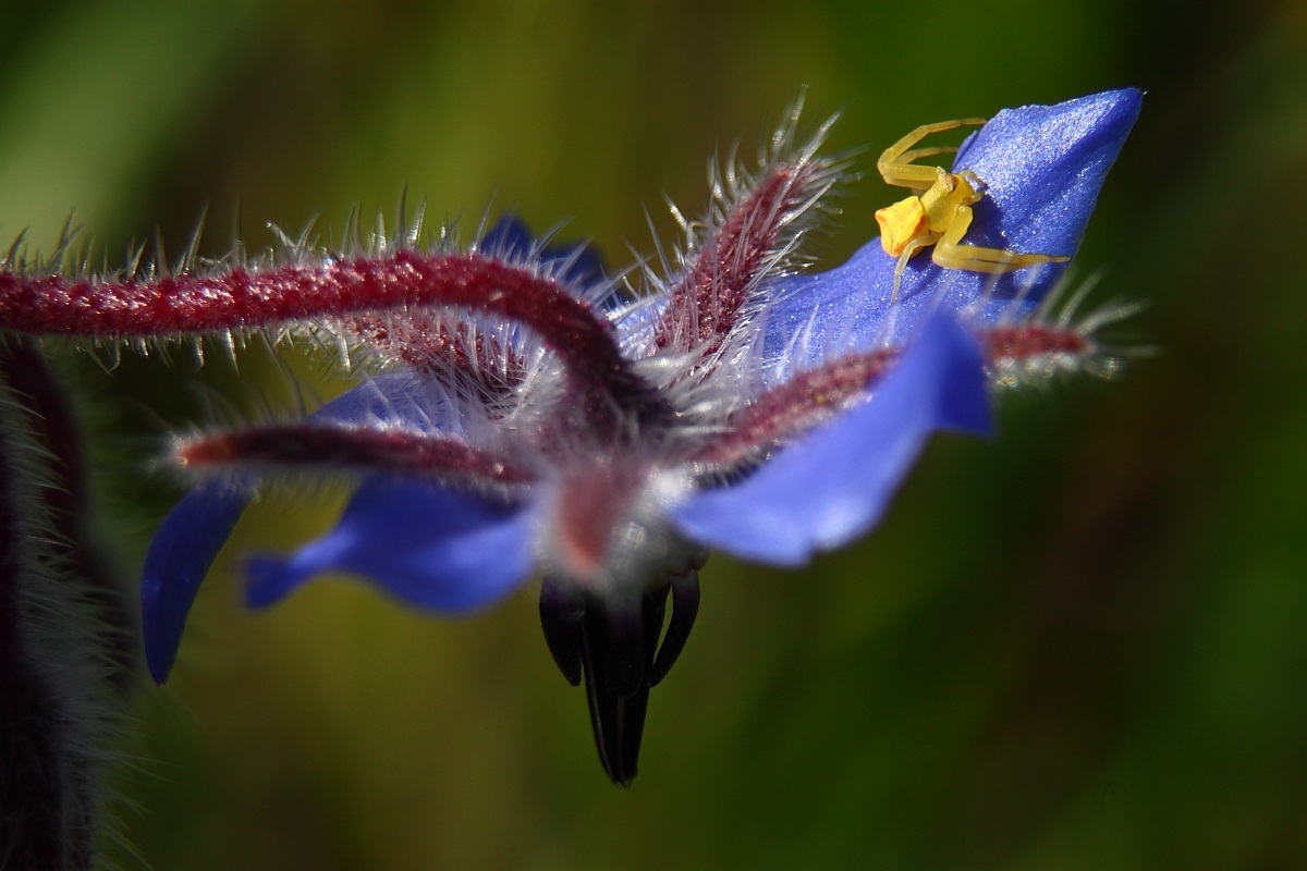 Misumena of borage...
