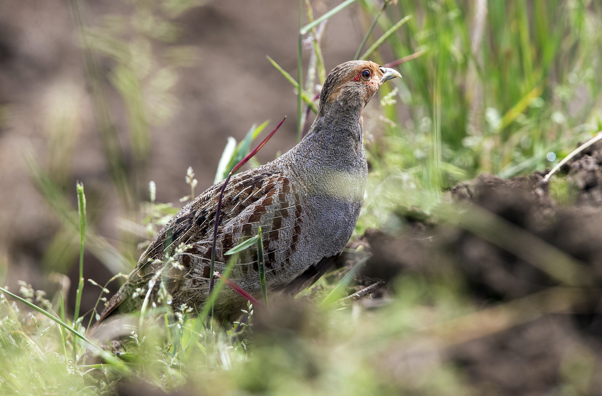 Partridge...