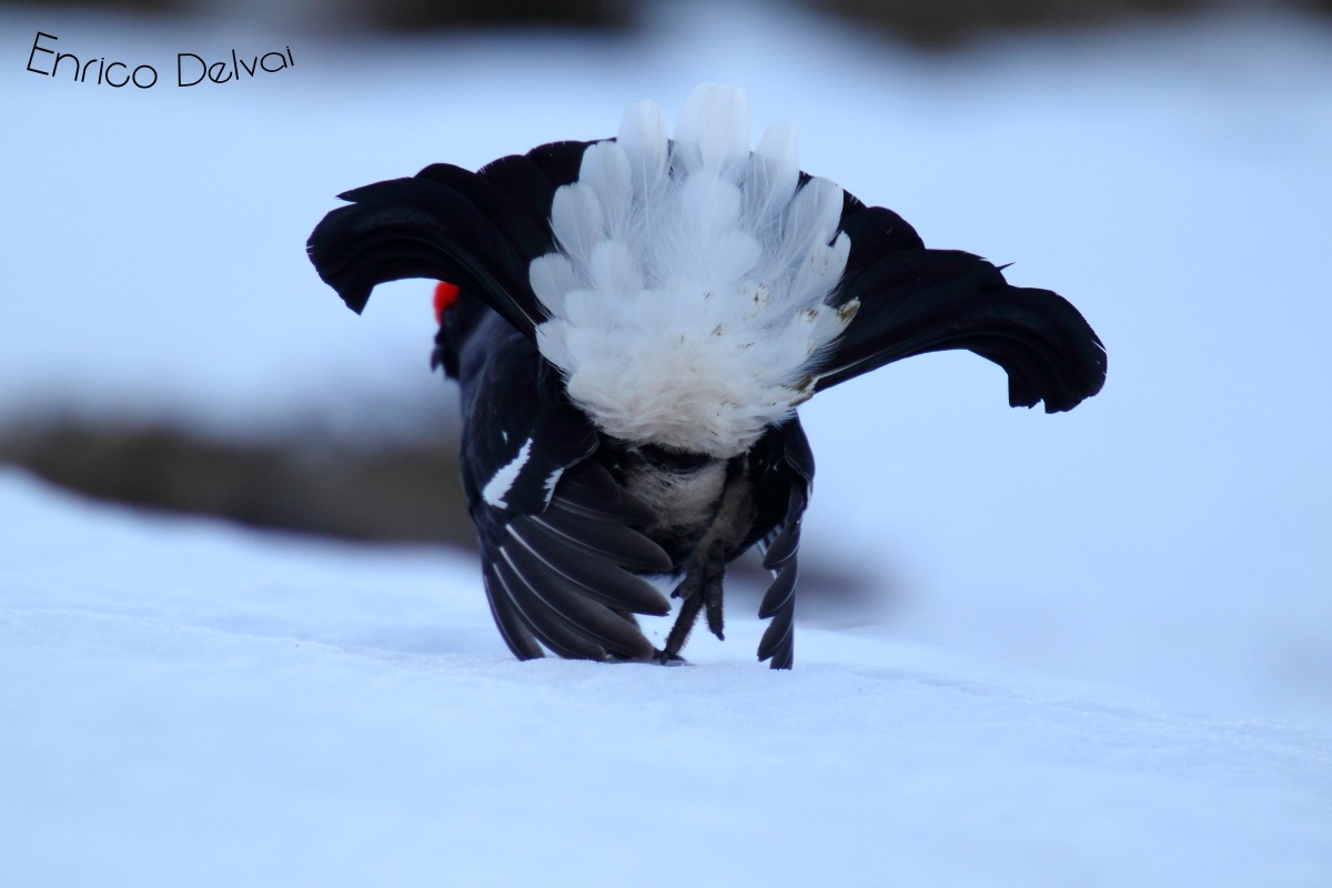 La splendida coda del vanitoso gallo forcello....