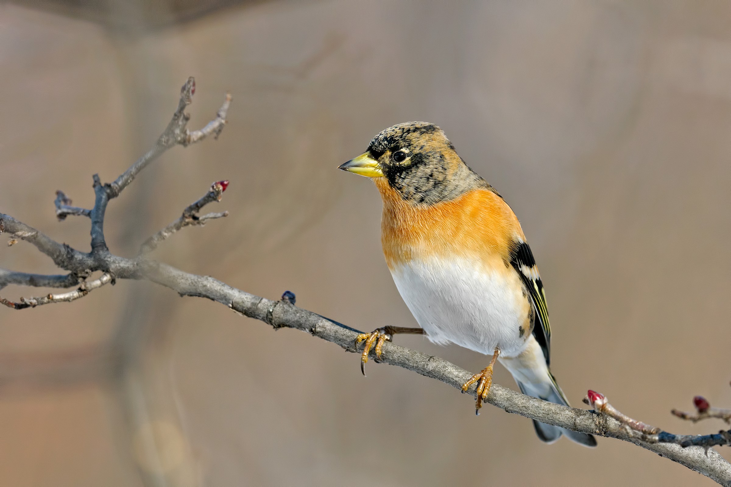 Brambling .......