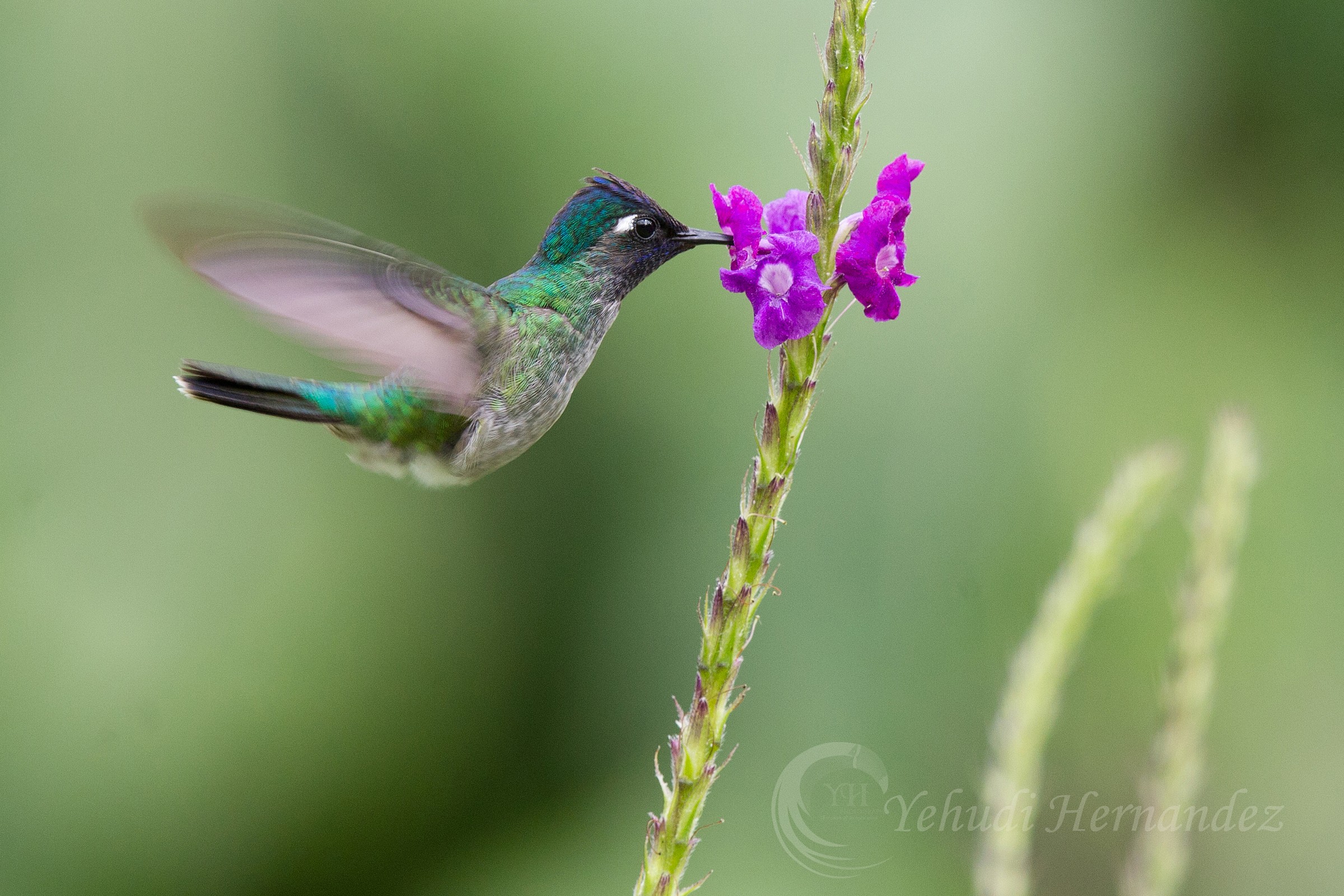 Violet headed hummingbird...