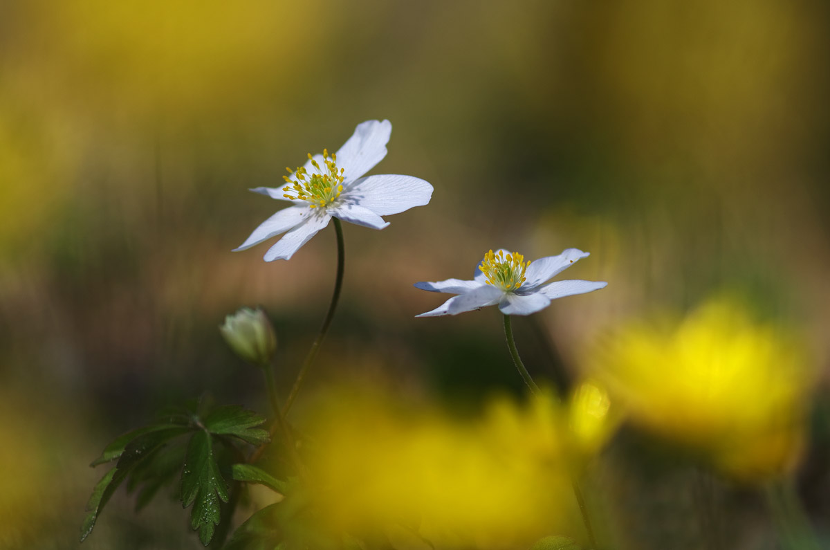 Anemone nemorosa...