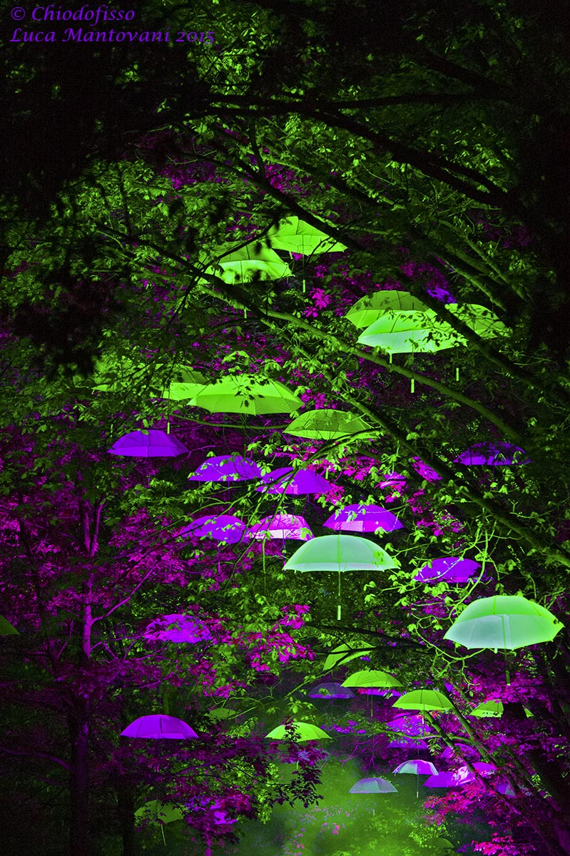 The trees umbrellas...