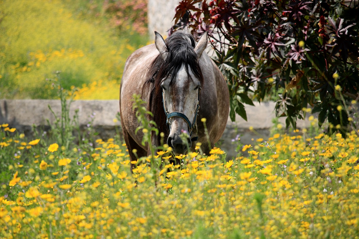 La primavera...