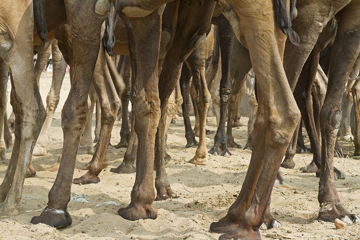 Puskar Camel Fair...
