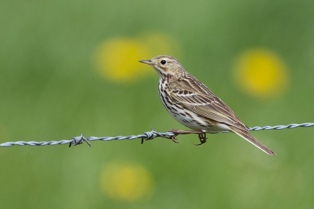 (Anthus pratensis)...