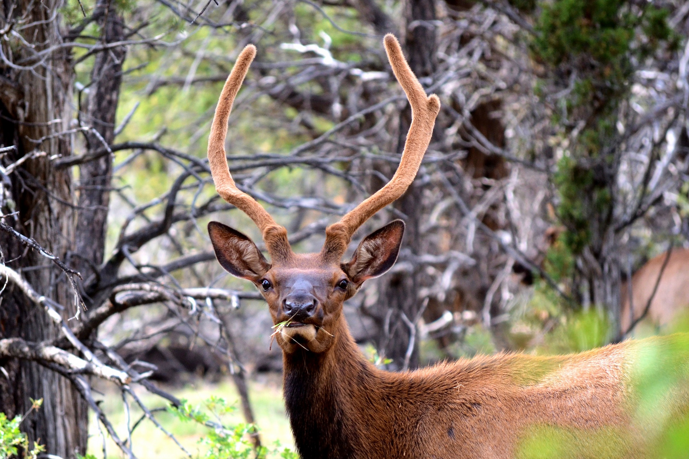 Wildlife at Grand Canyon...