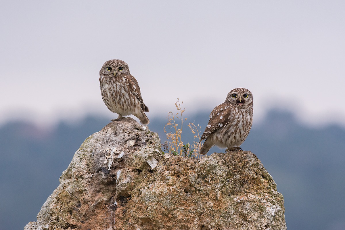 Couple owls...