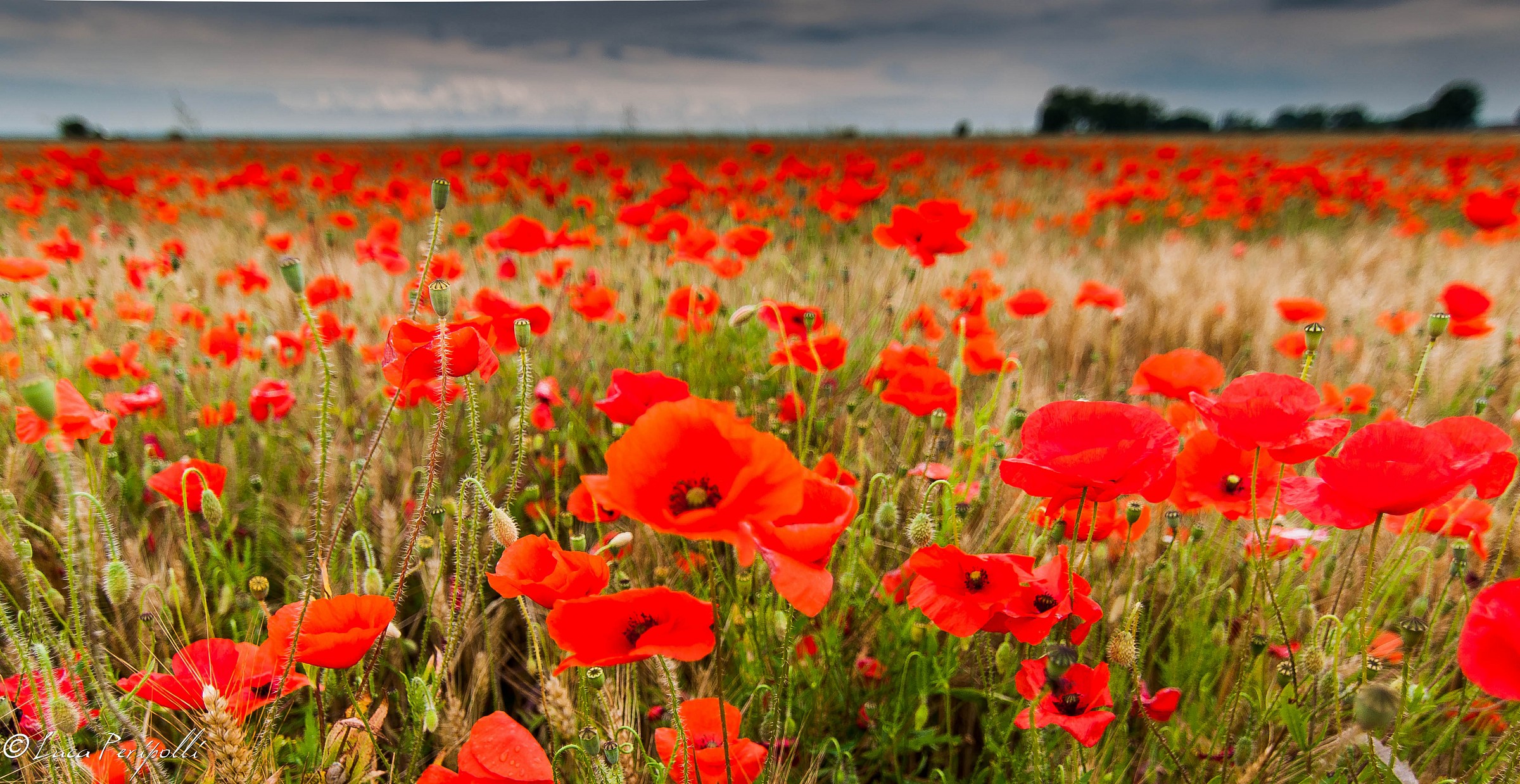Poppies in Normandy...