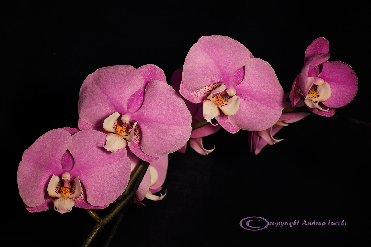the perfection of phalaenopsis...