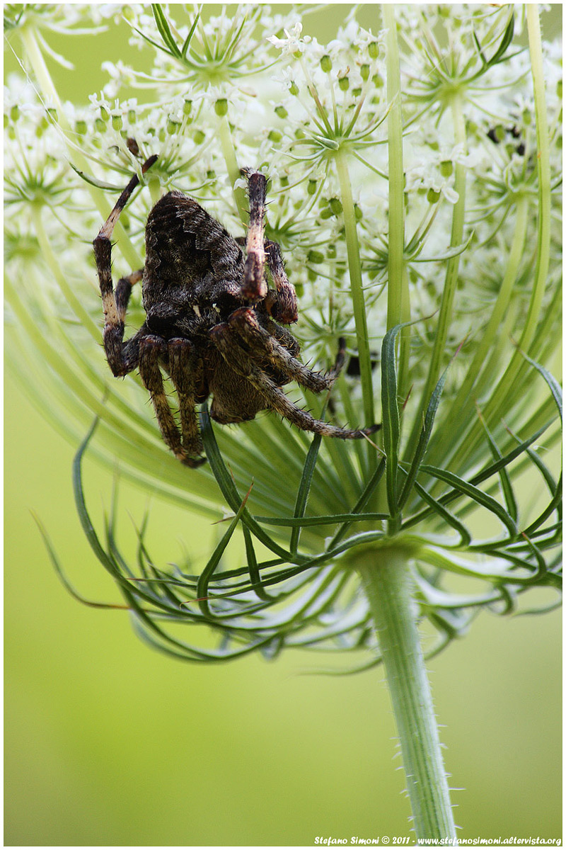 Spider meadows (Euphrys)...
