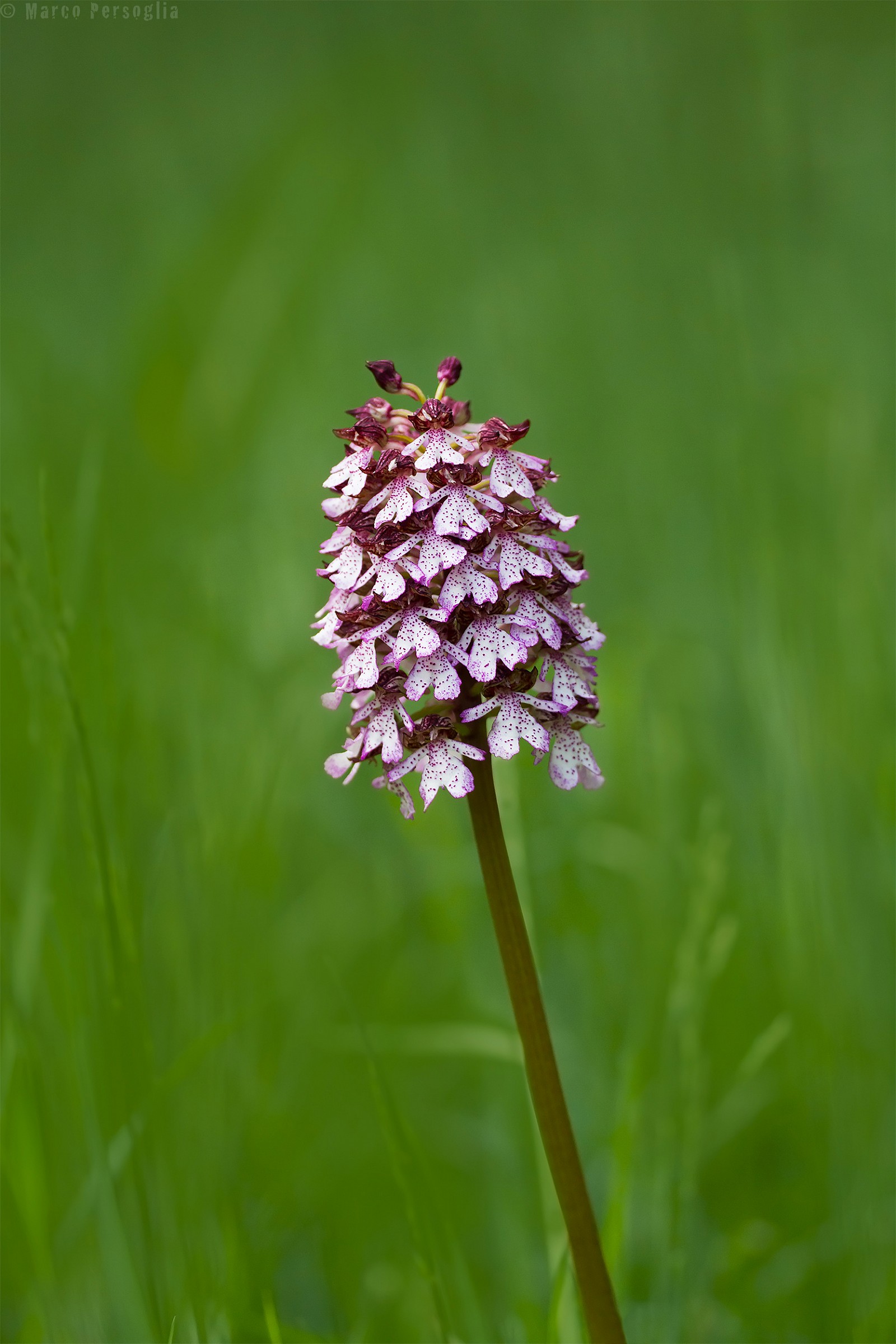 Orchid greater (Orchis purpurea)...