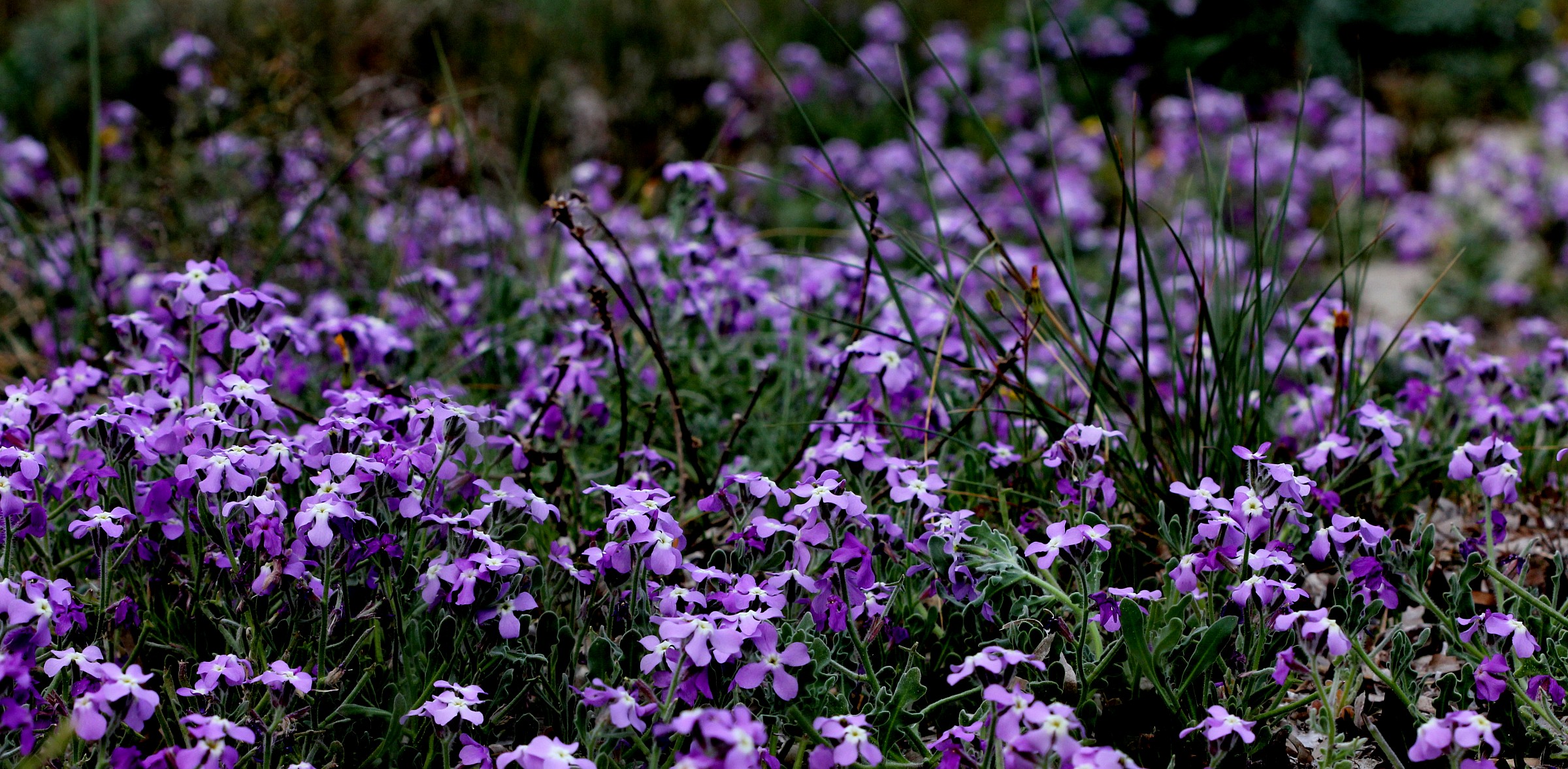 Spring in the sand is colored purple...