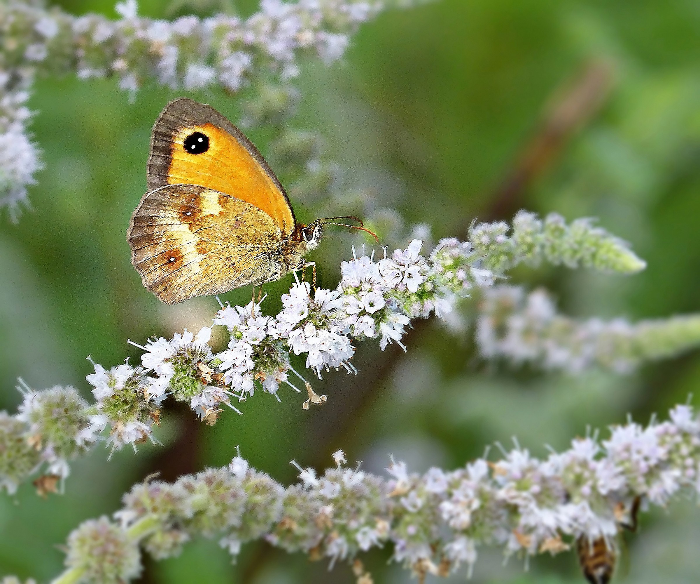 Yellow butterfly...