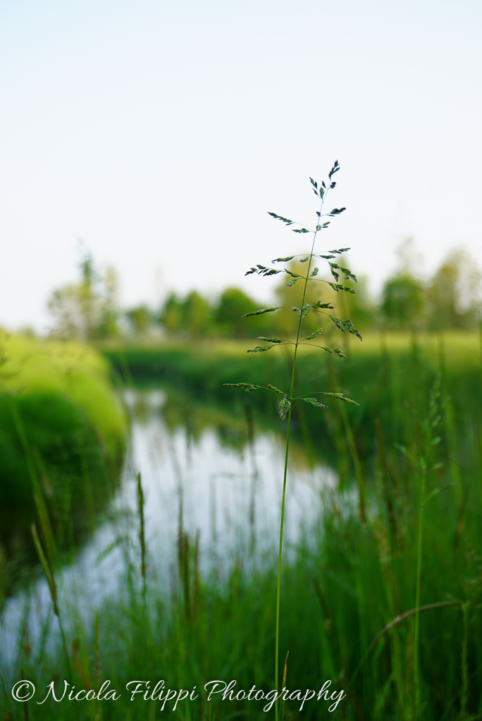 in the tall grass ......