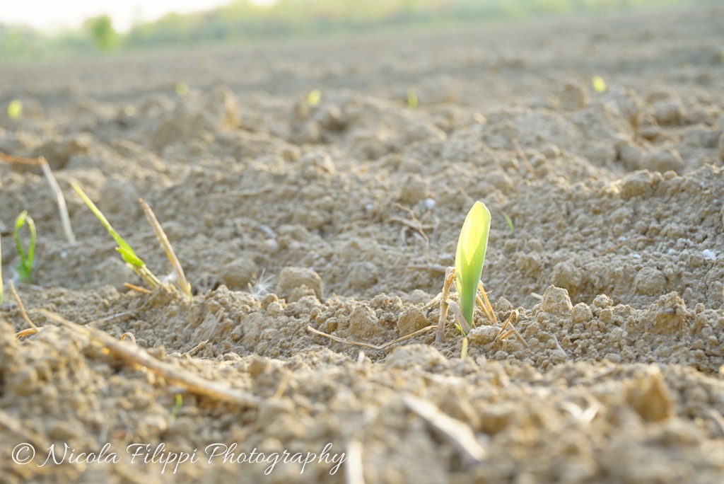 sprout of corn...