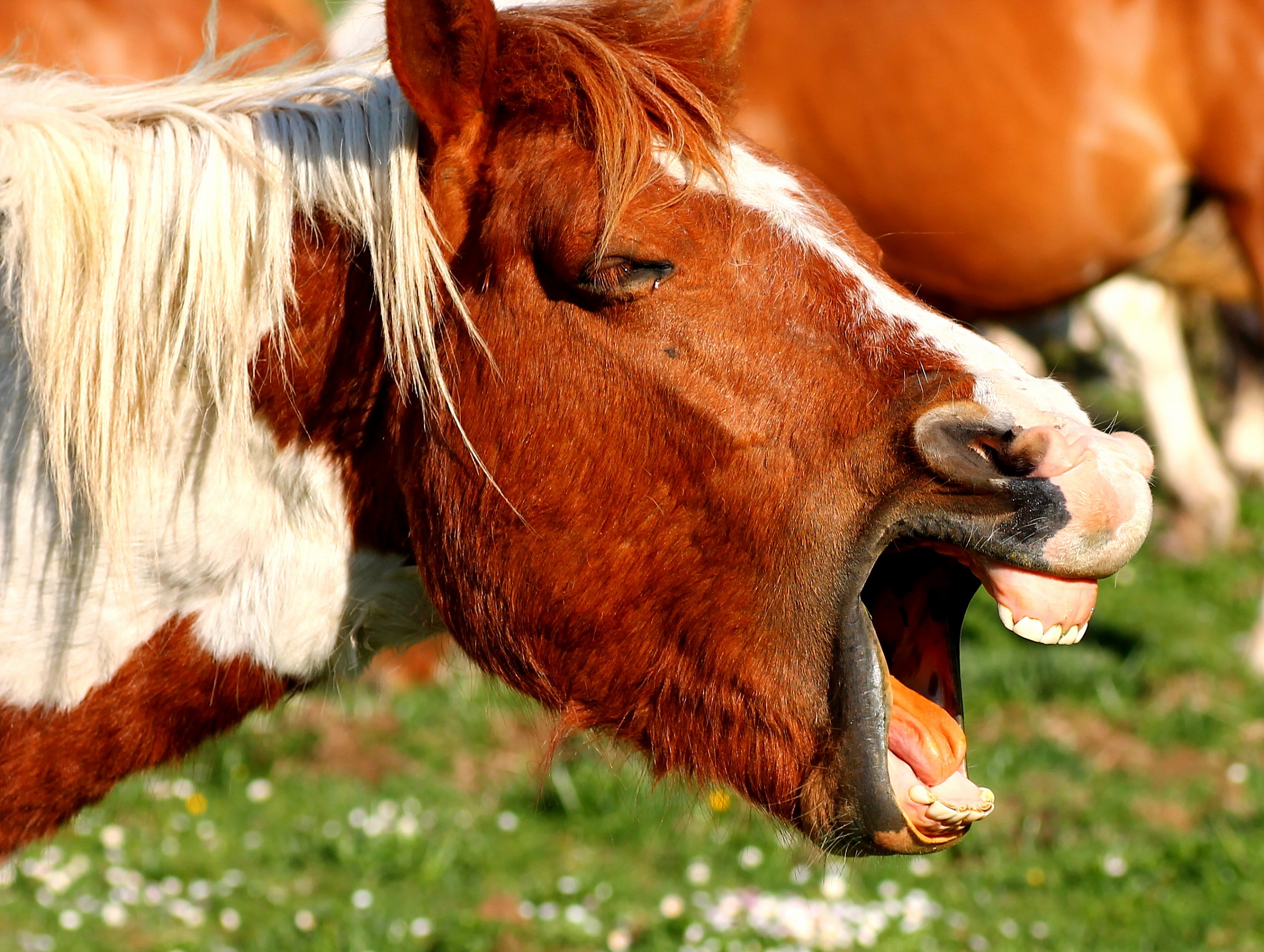 Teeth scream...