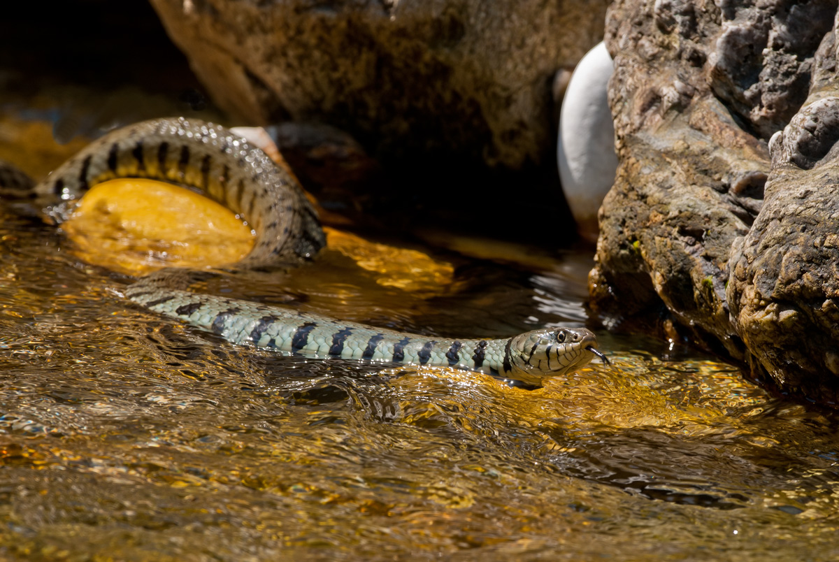 water snake...