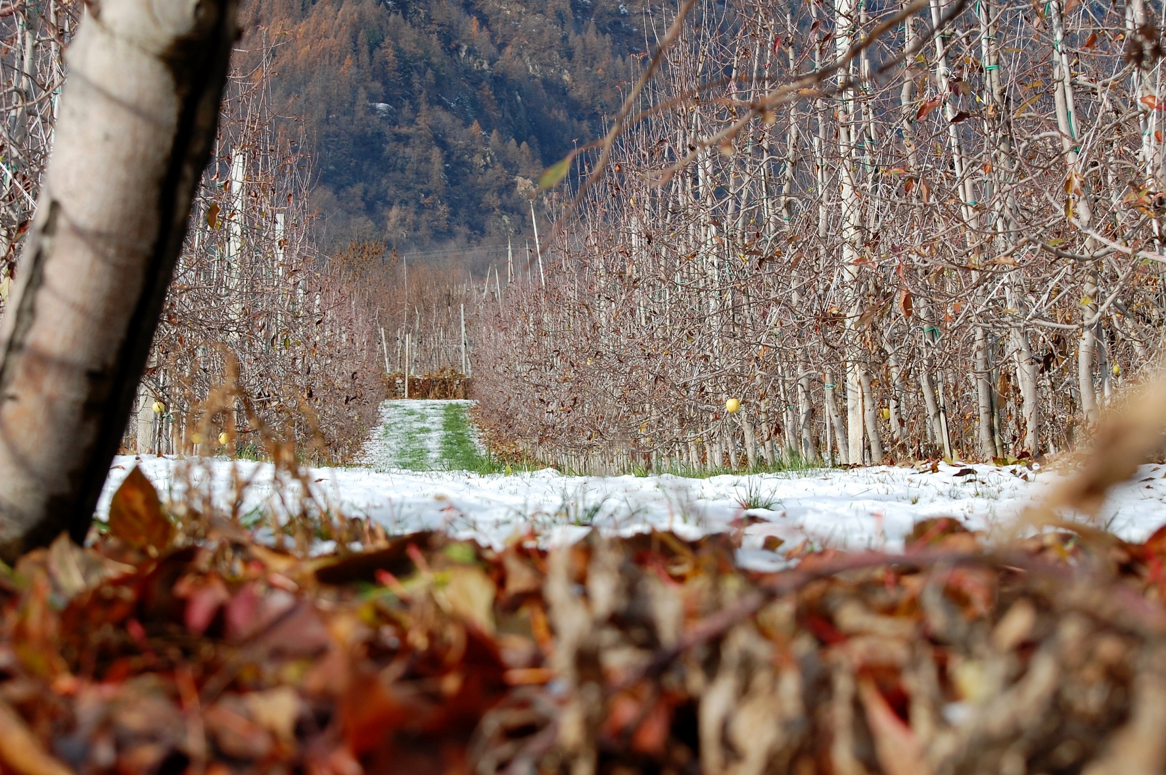 The apple orchards lie in the long winter pontasco...