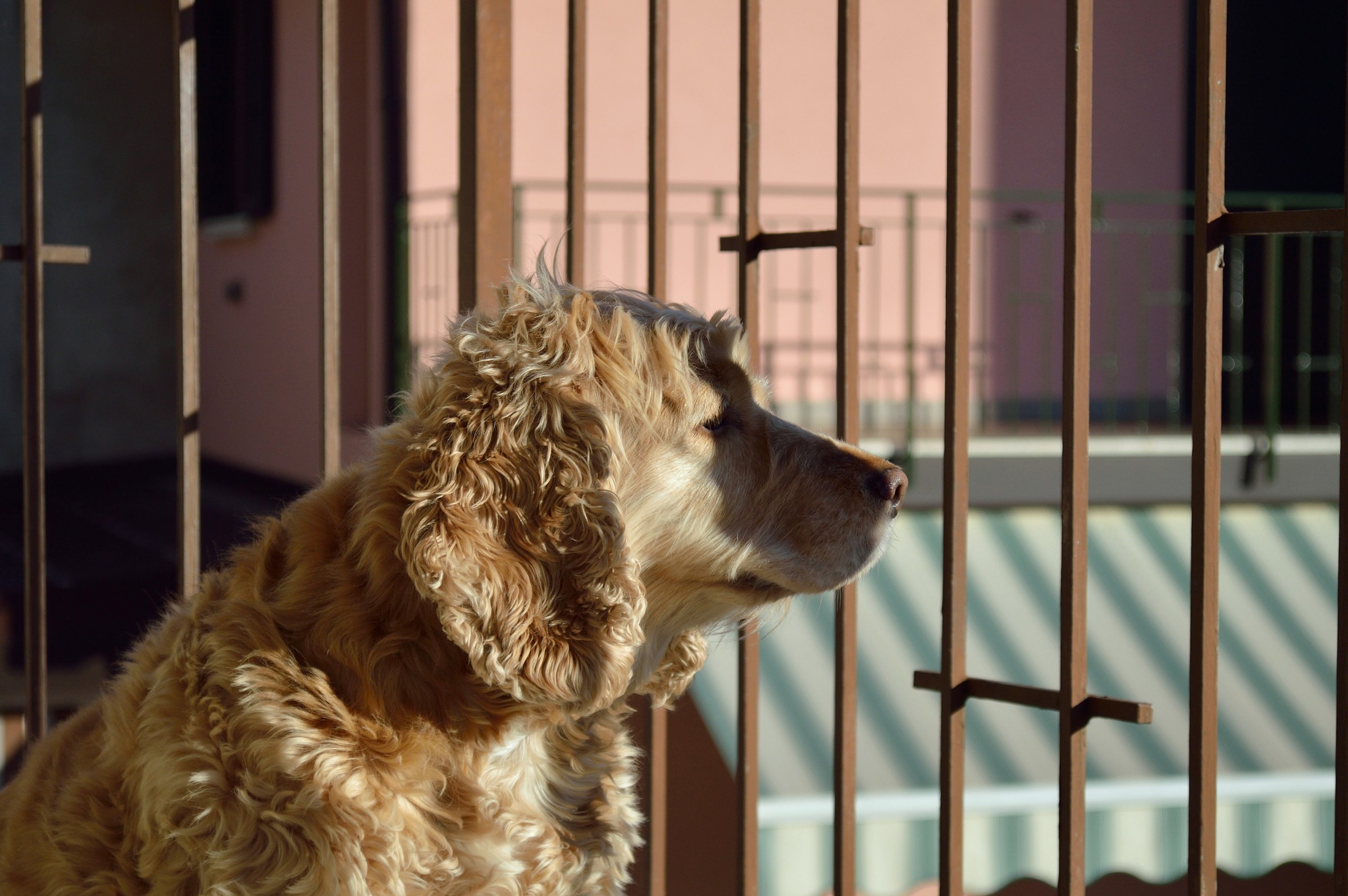 Penny looking at the horizon...
