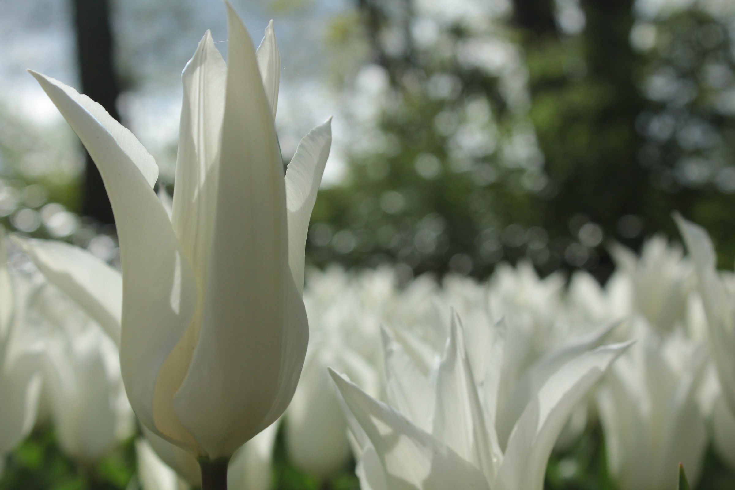 White Flower...
