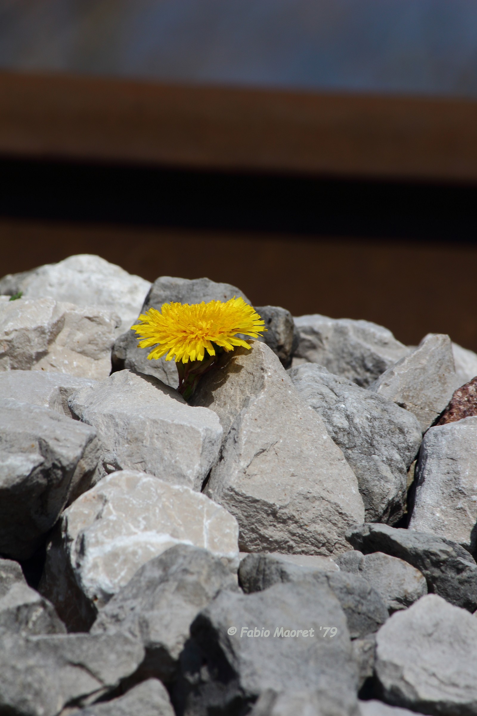 Force Of Will ....... Flower Among The Stones...